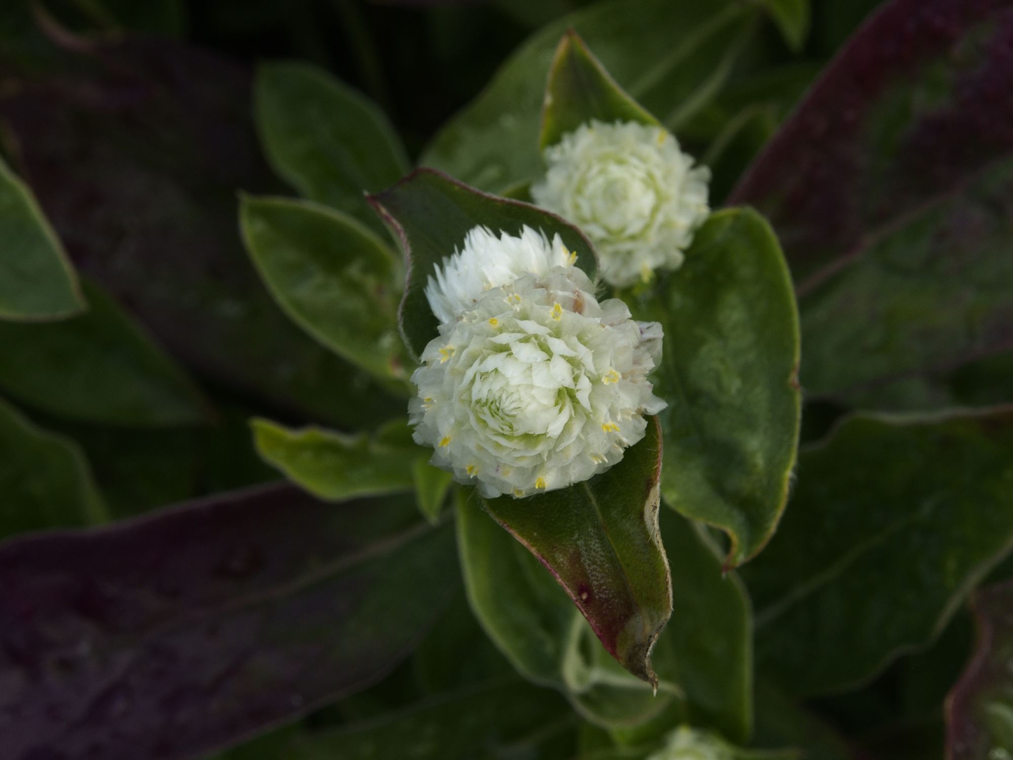 Image of Gomphrena globosa