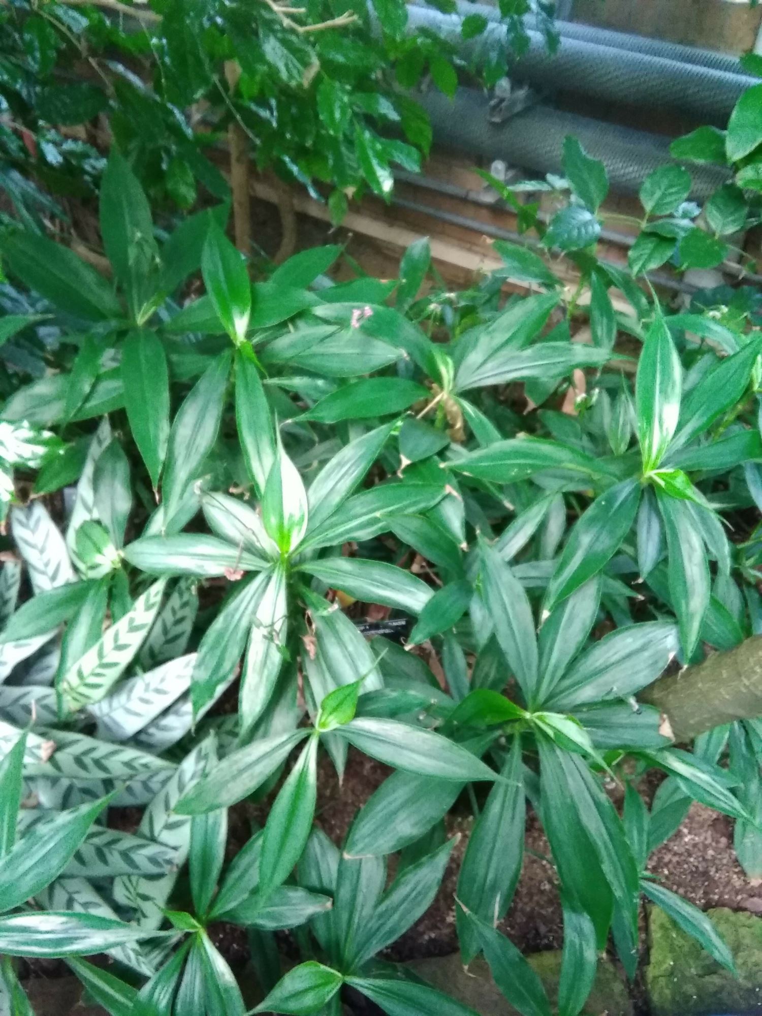 Image of Tradescantia zanonia