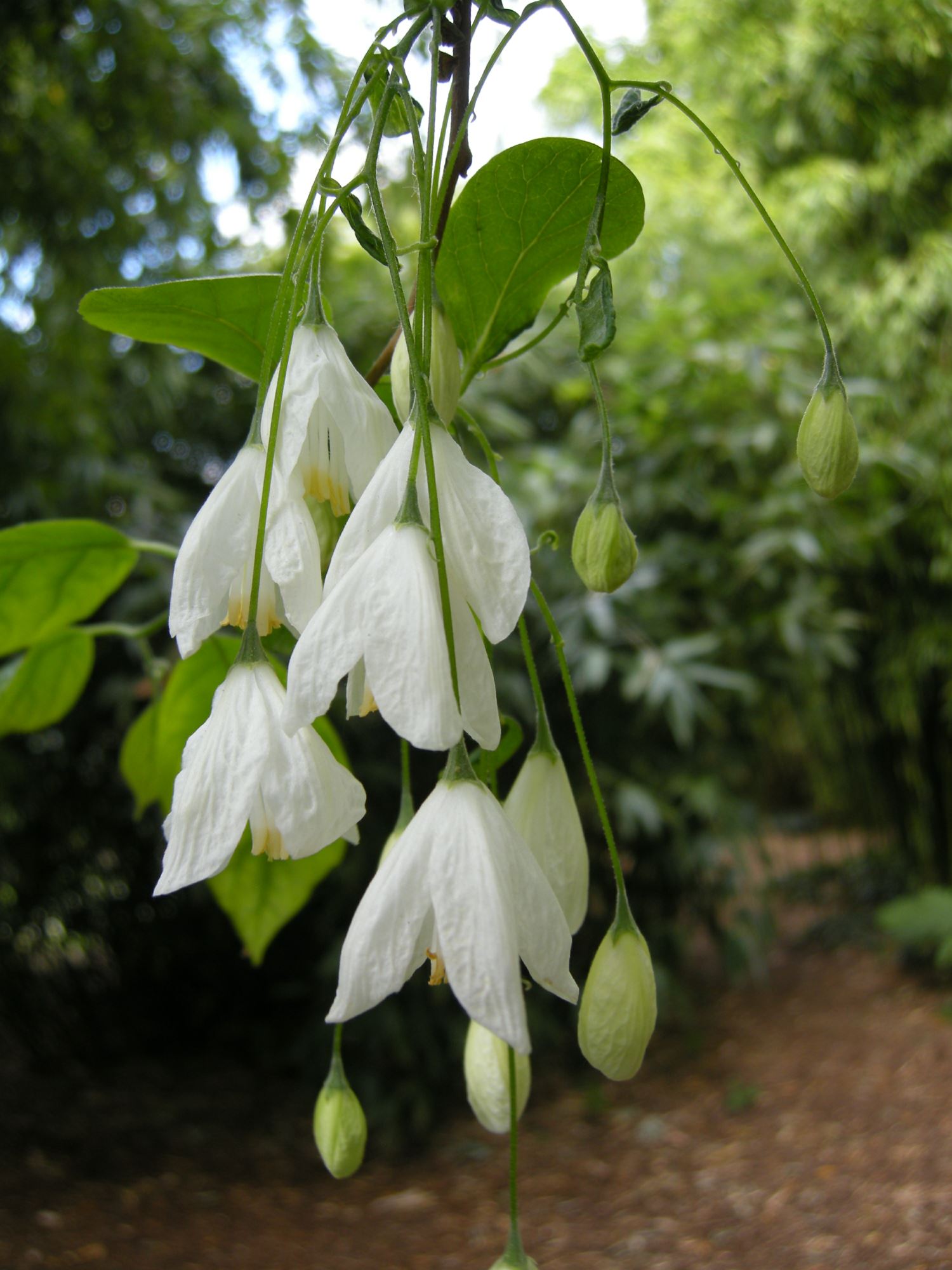 Image of Halesia diptera