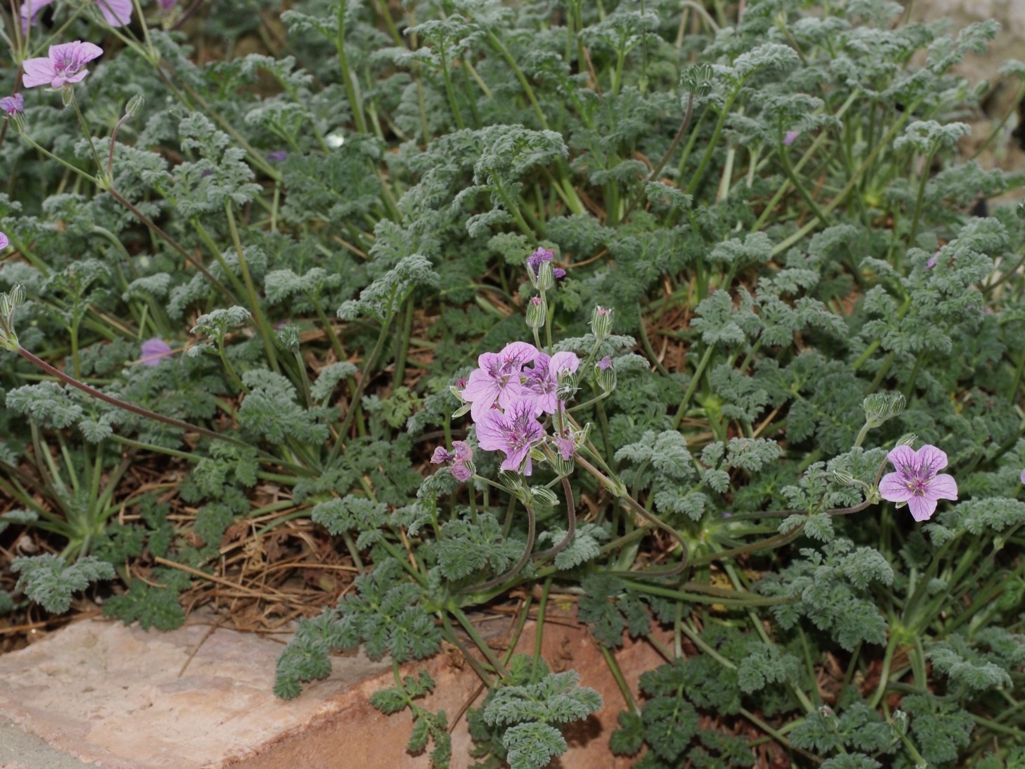 Image of Erodium 'Frans Delight'