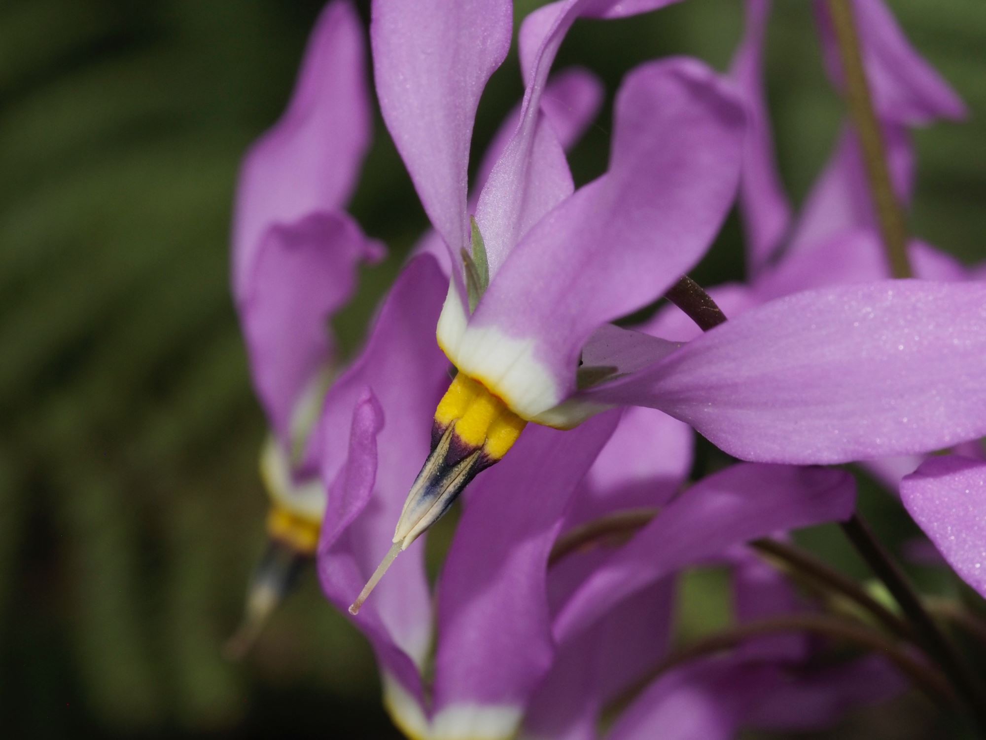 Image of Dodecatheon pulchellum subsp. pulchellum
