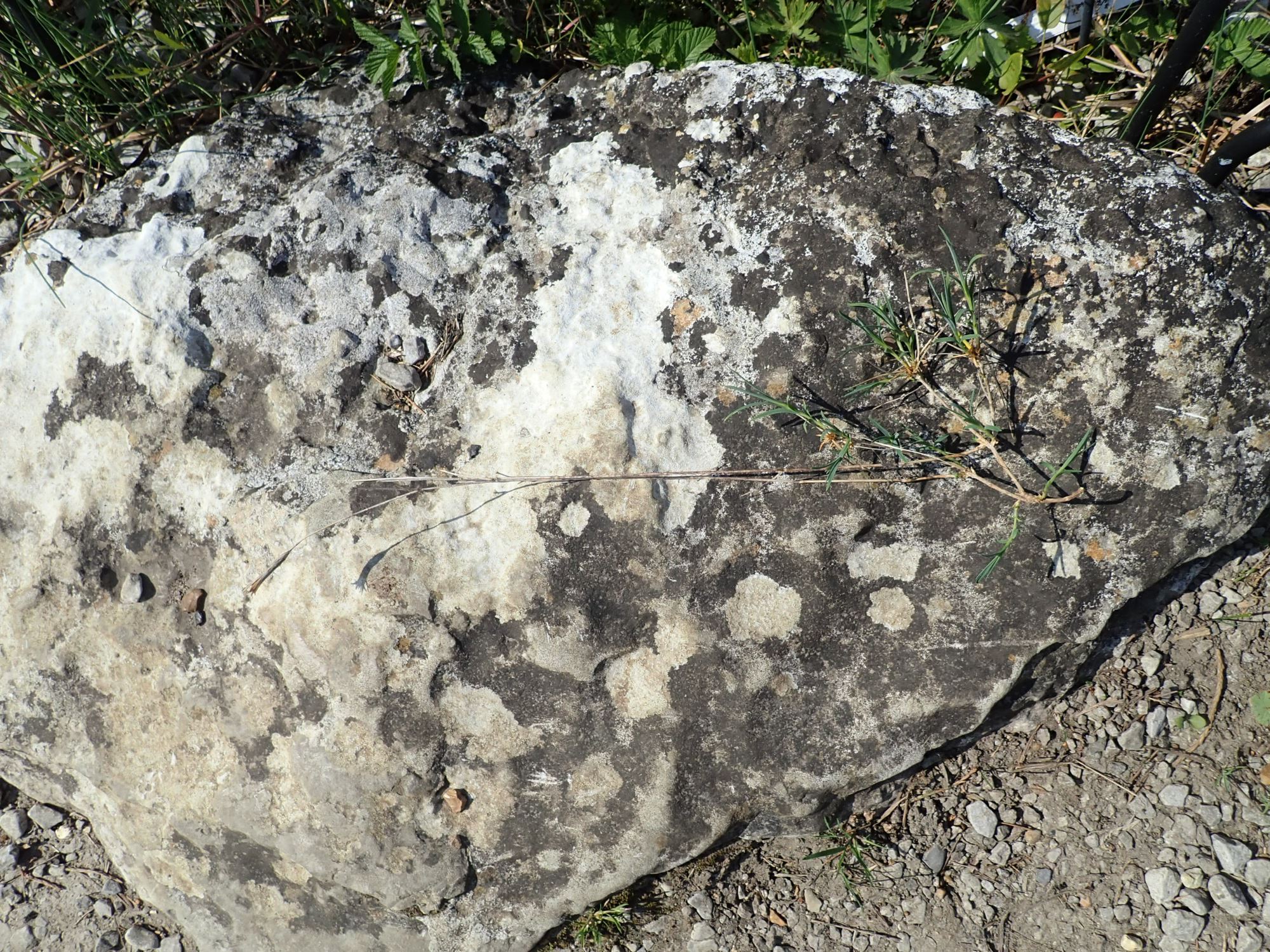 Image of Dianthus orientalis