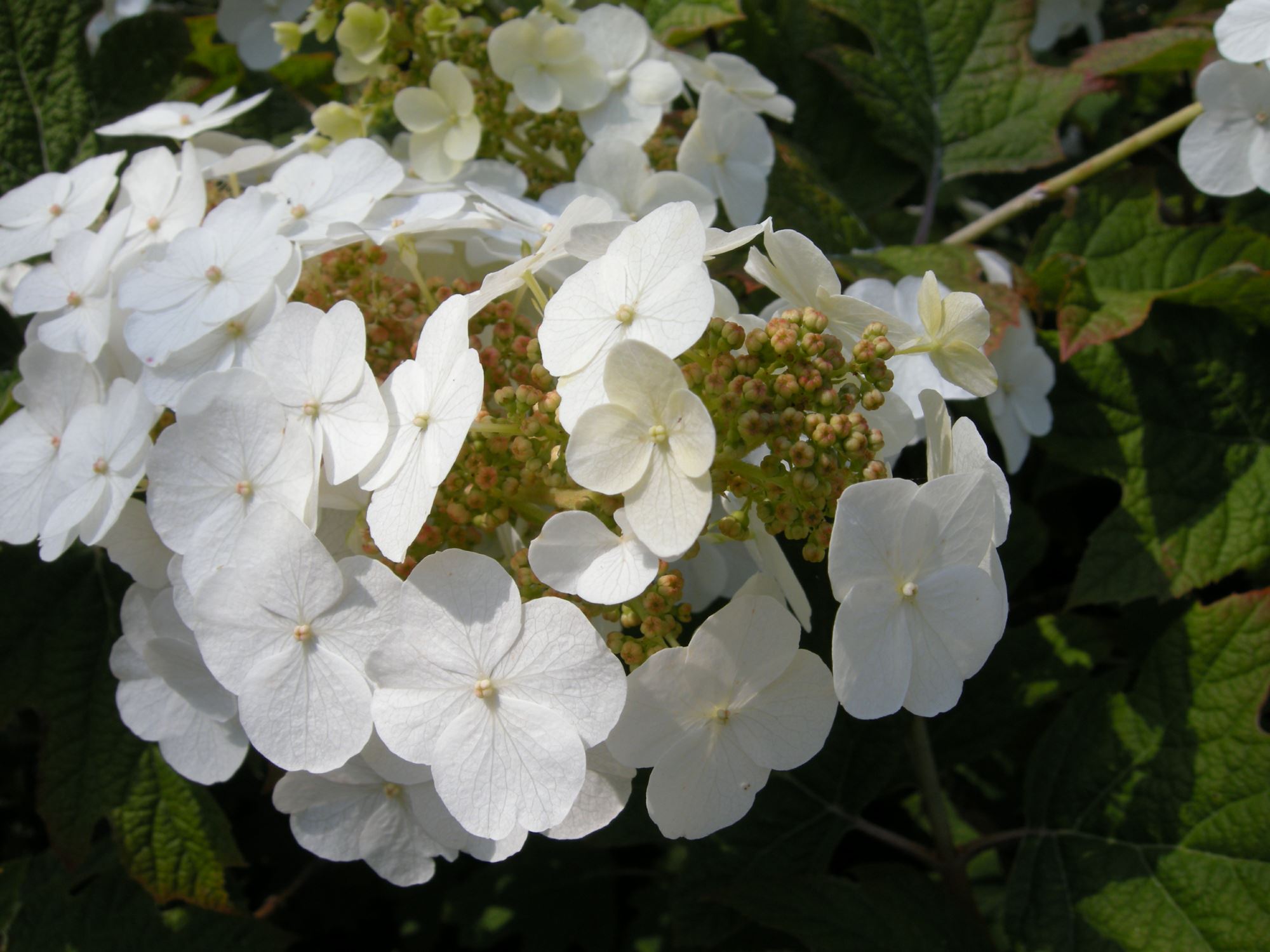 Image of Hydrangea quercifolia 'Snow Flake'