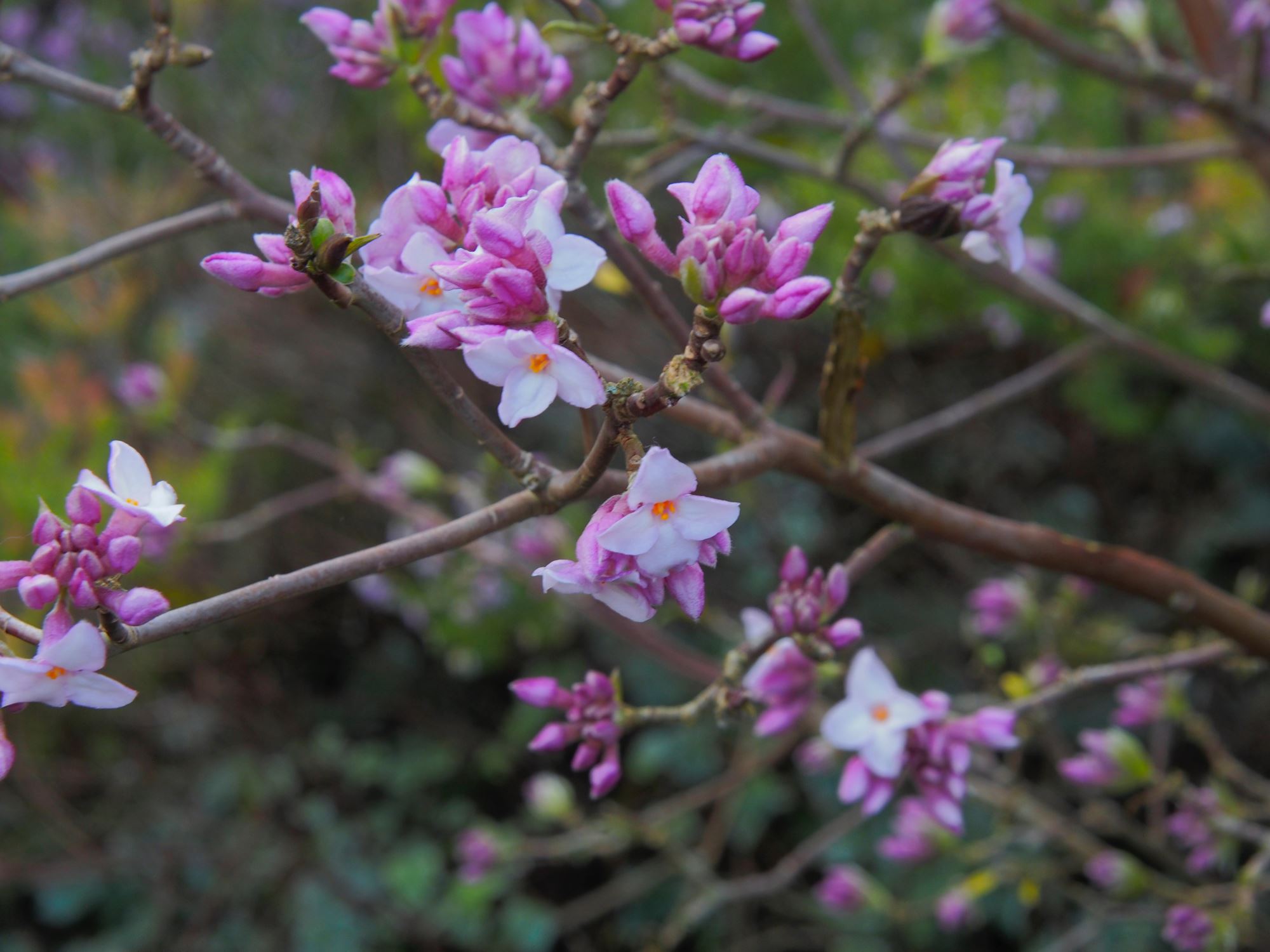 Image of Daphne bholua 'Jacqueline Postill'