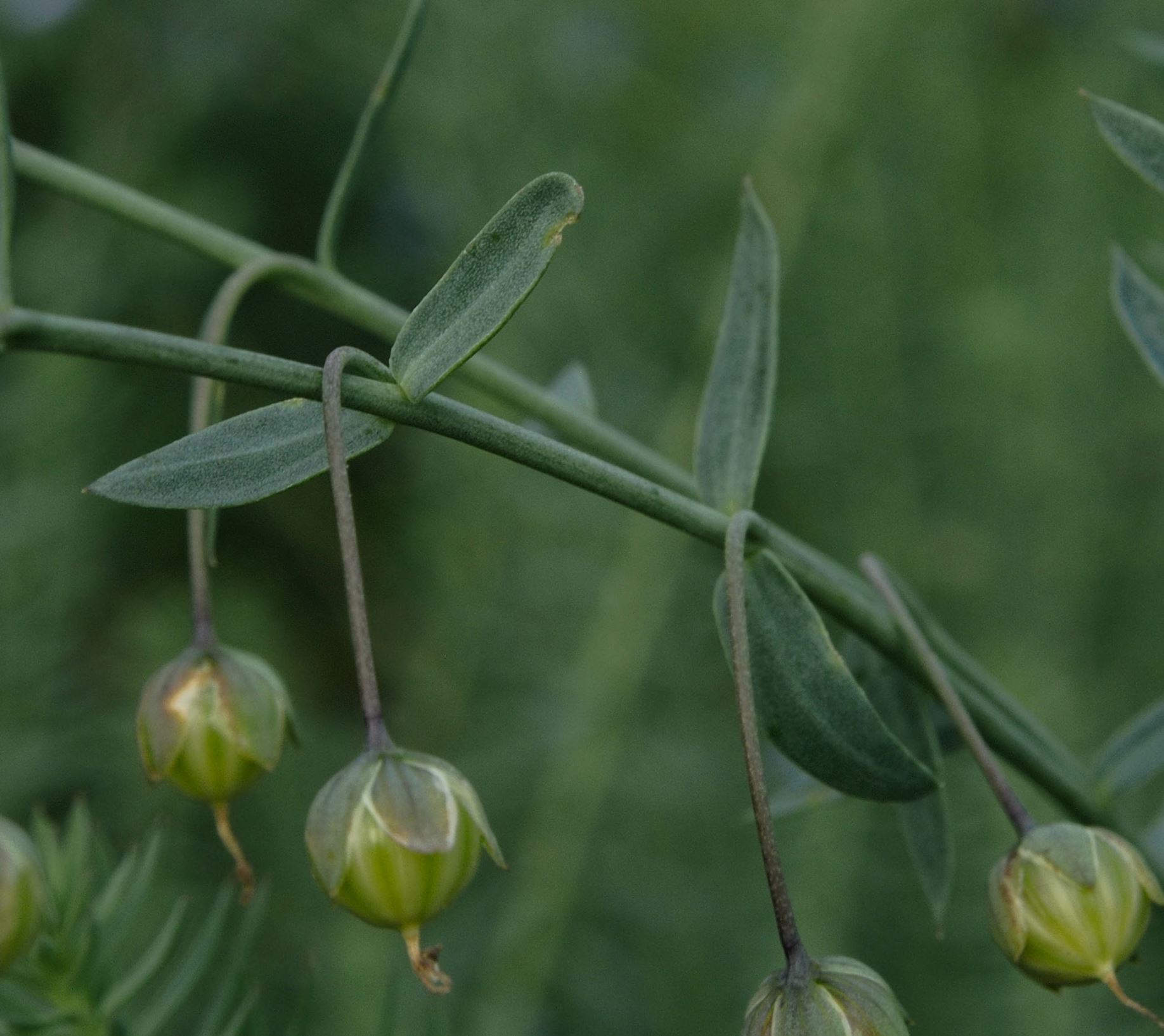 Image of Linum perenne