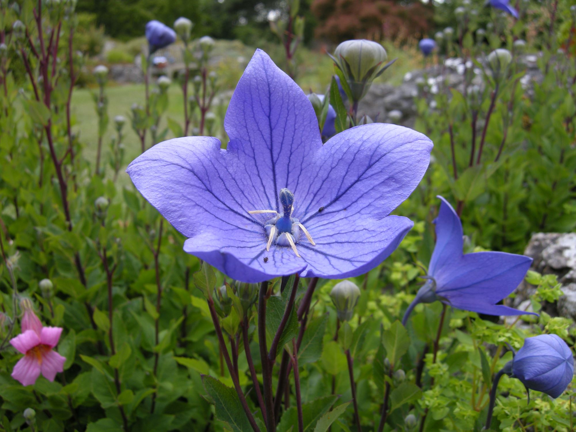 Image of Platycodon grandiflorus