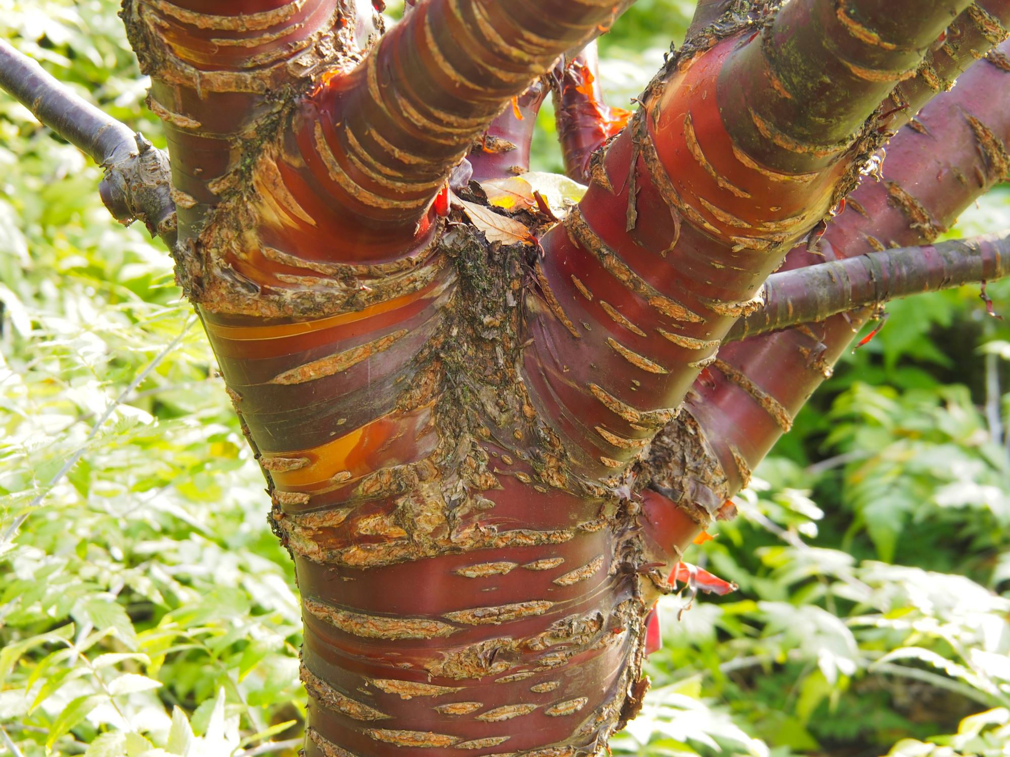 Image of Prunus serrula