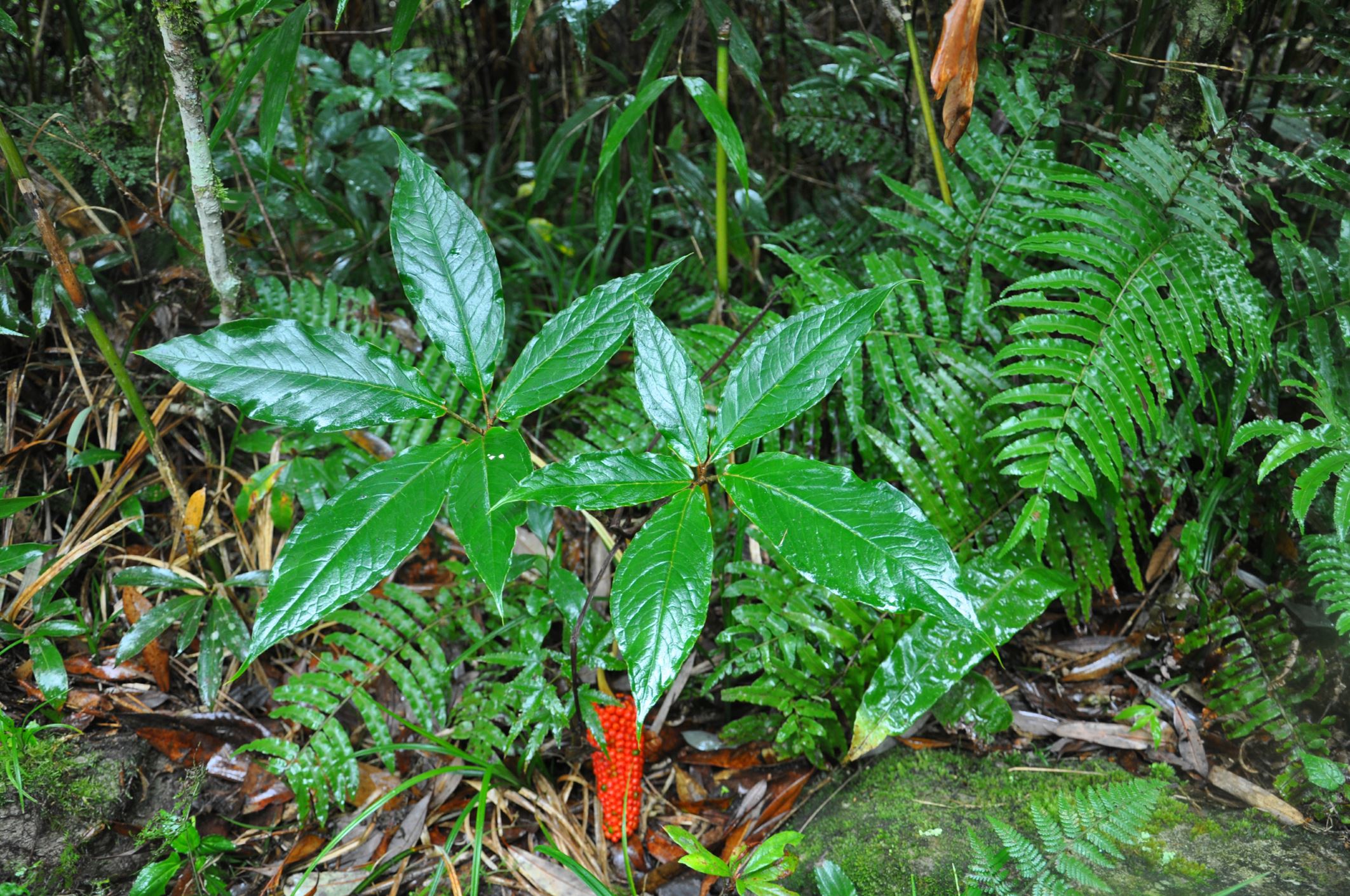 Image of Arisaema sp.