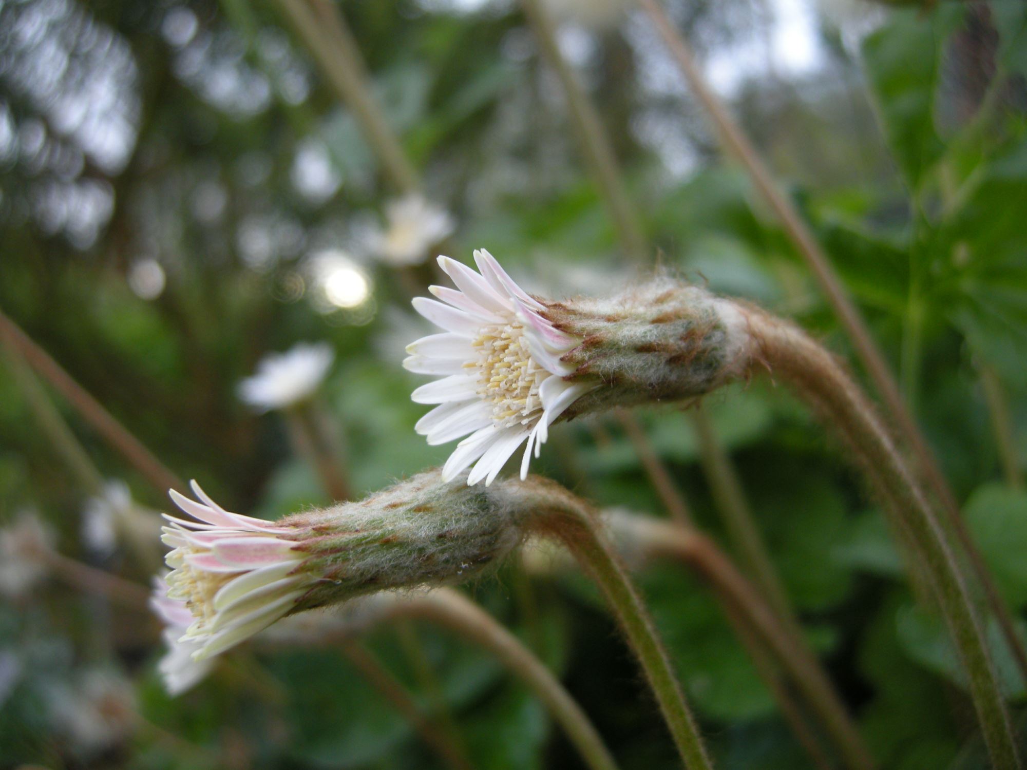 Image of Gerbera cordata