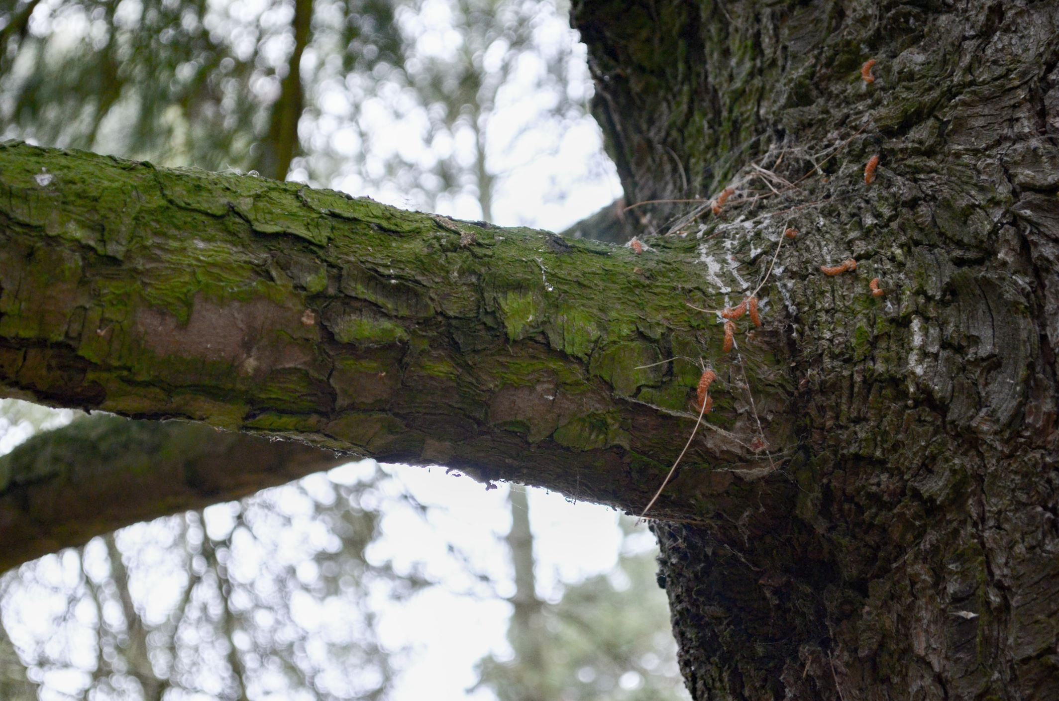Image of Pinus Ã— holfordiana