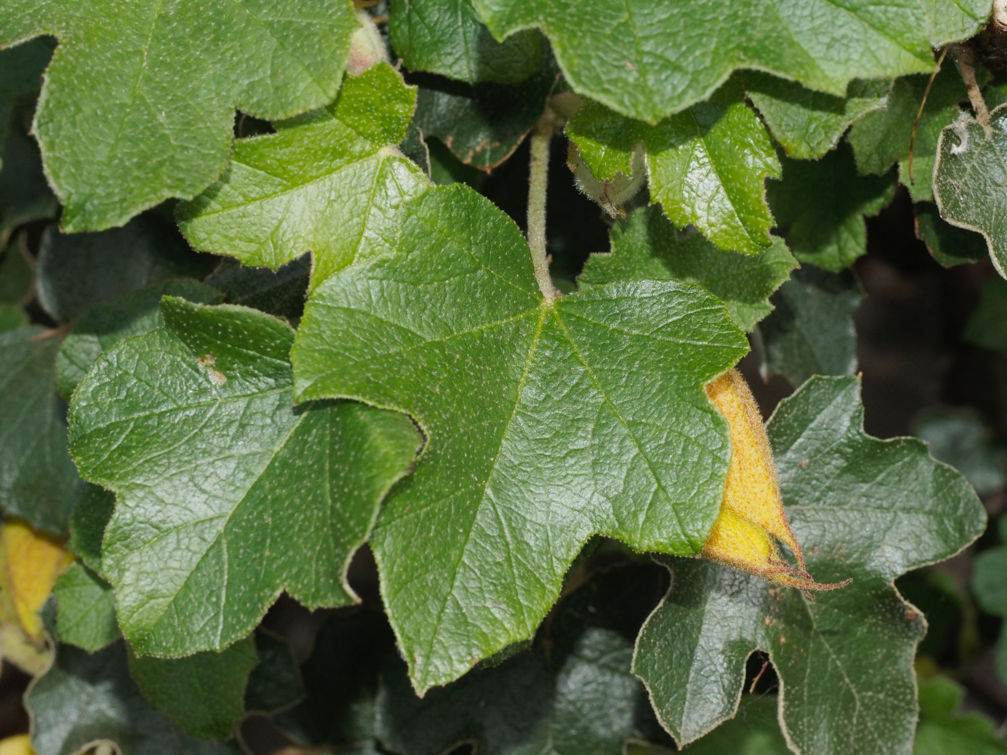 Image of Fremontodendron 'California Glory'