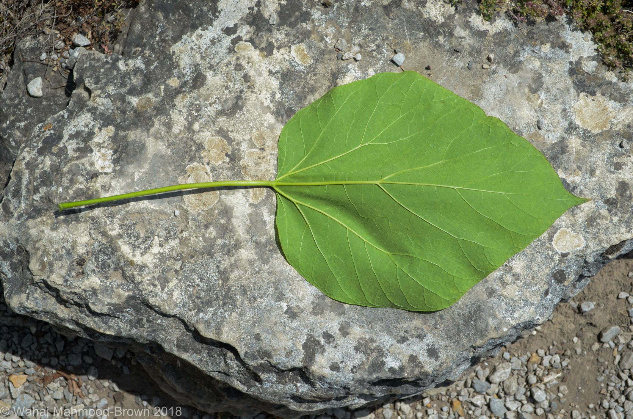 Image of Catalpa Ã— erubescens 'Purpurea'