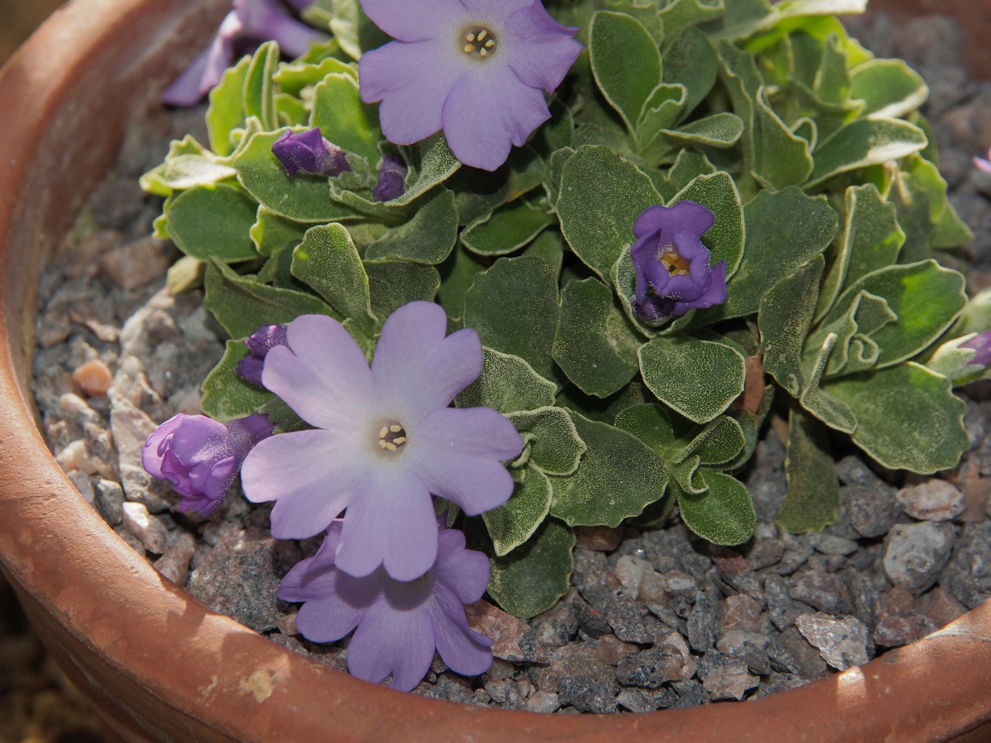 Image of Primula 'Maris Tabard'