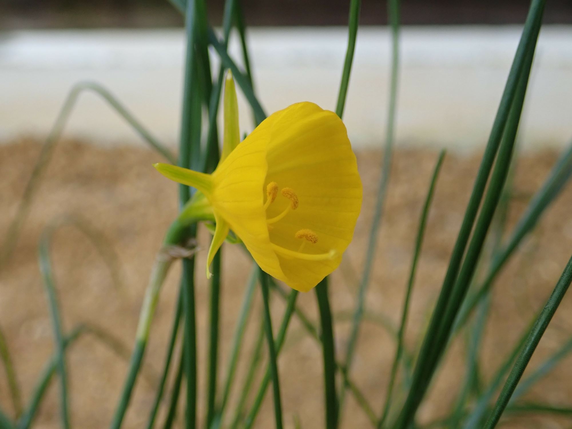 Image of Narcissus obesus