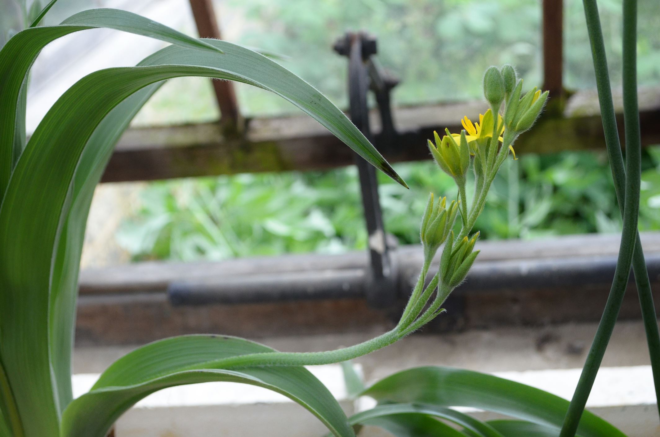 Image of Hypoxis hemerocallidea