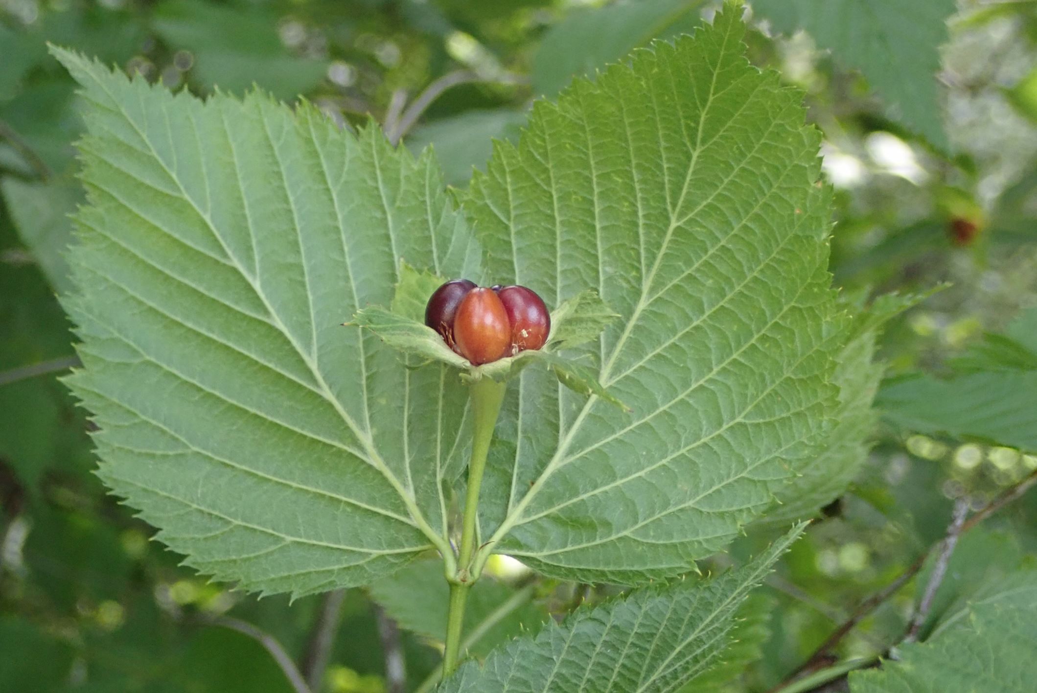 Image of Rhodotypos scandens