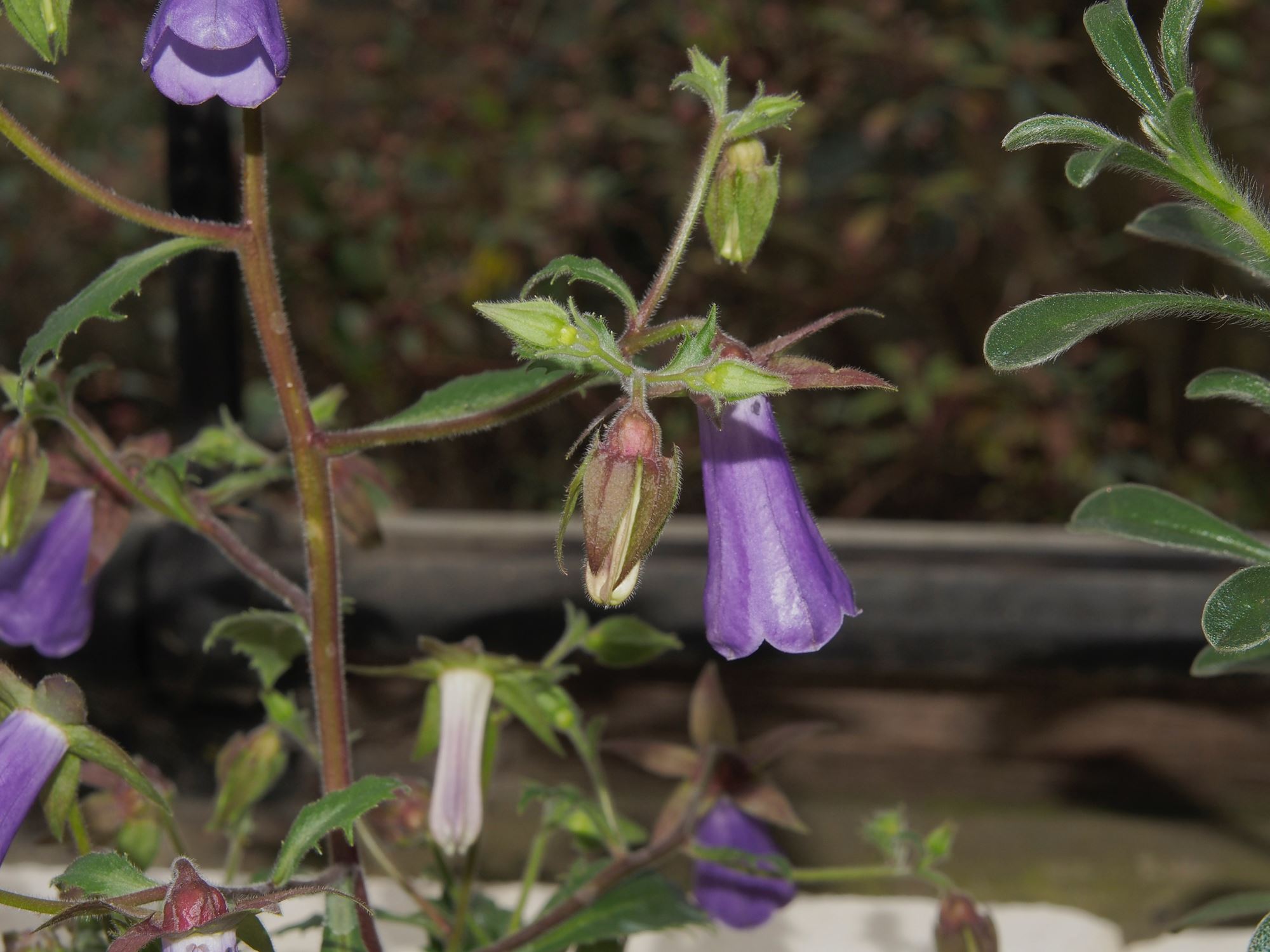 Image of Campanula wanneri