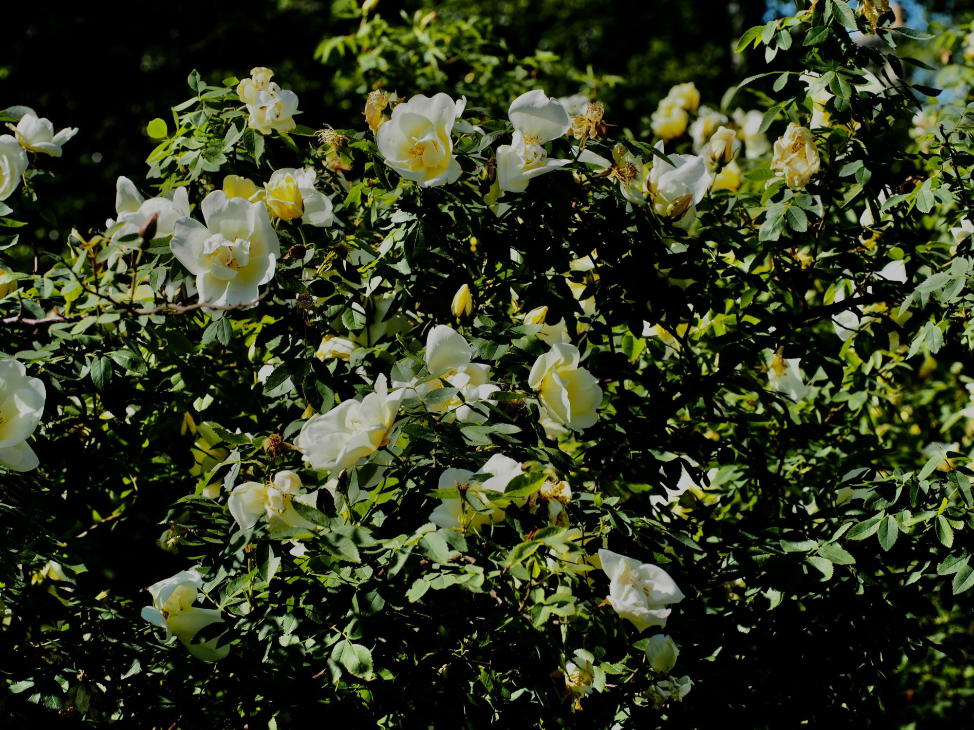 Image of Rosa 'Fruhlingsgold'