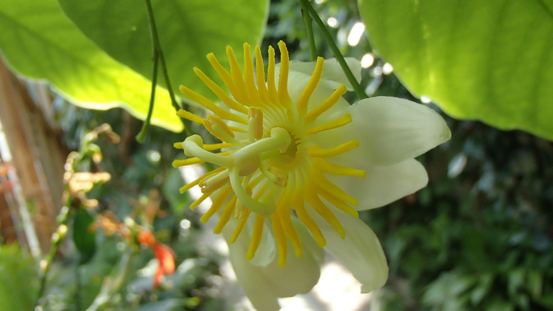 Image of Passiflora emarginata