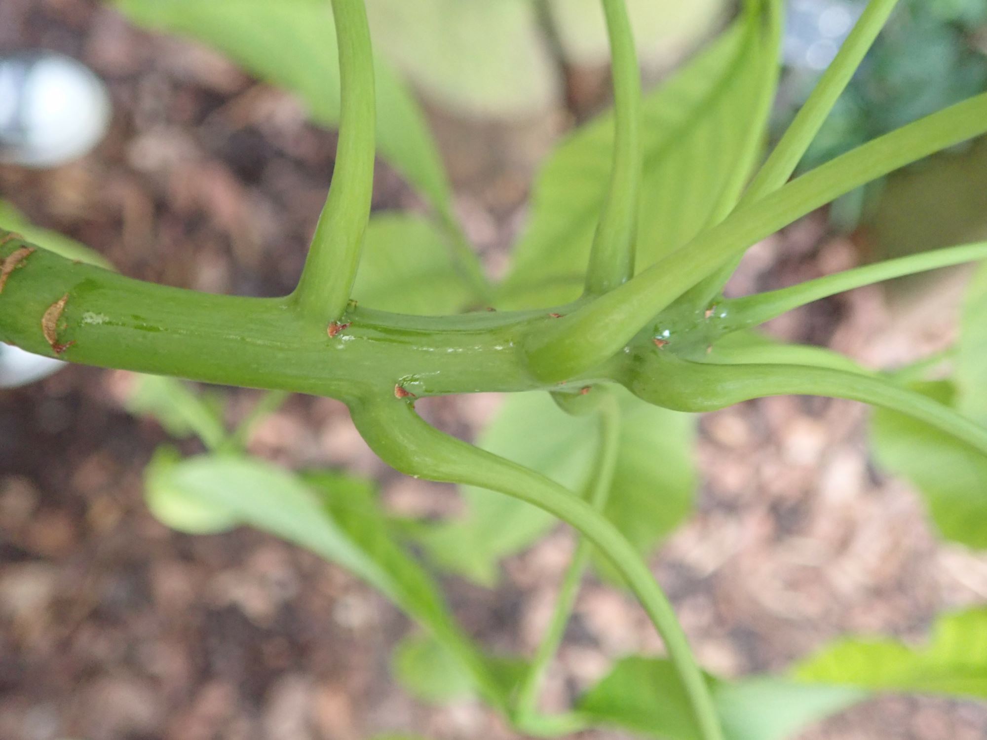 Image of Hevea brasiliensis