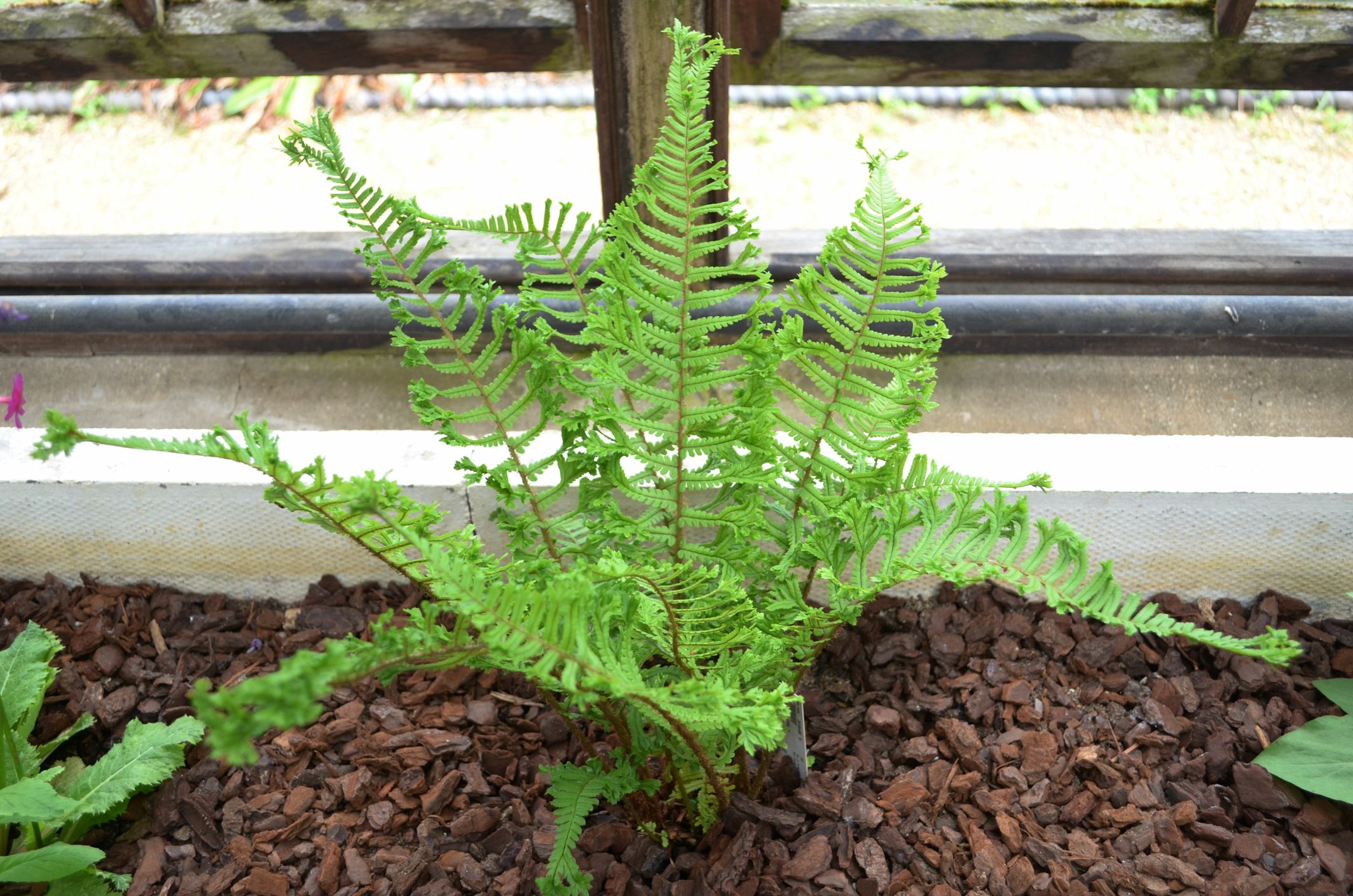 Image of Dryopteris affinis 'Cristata'