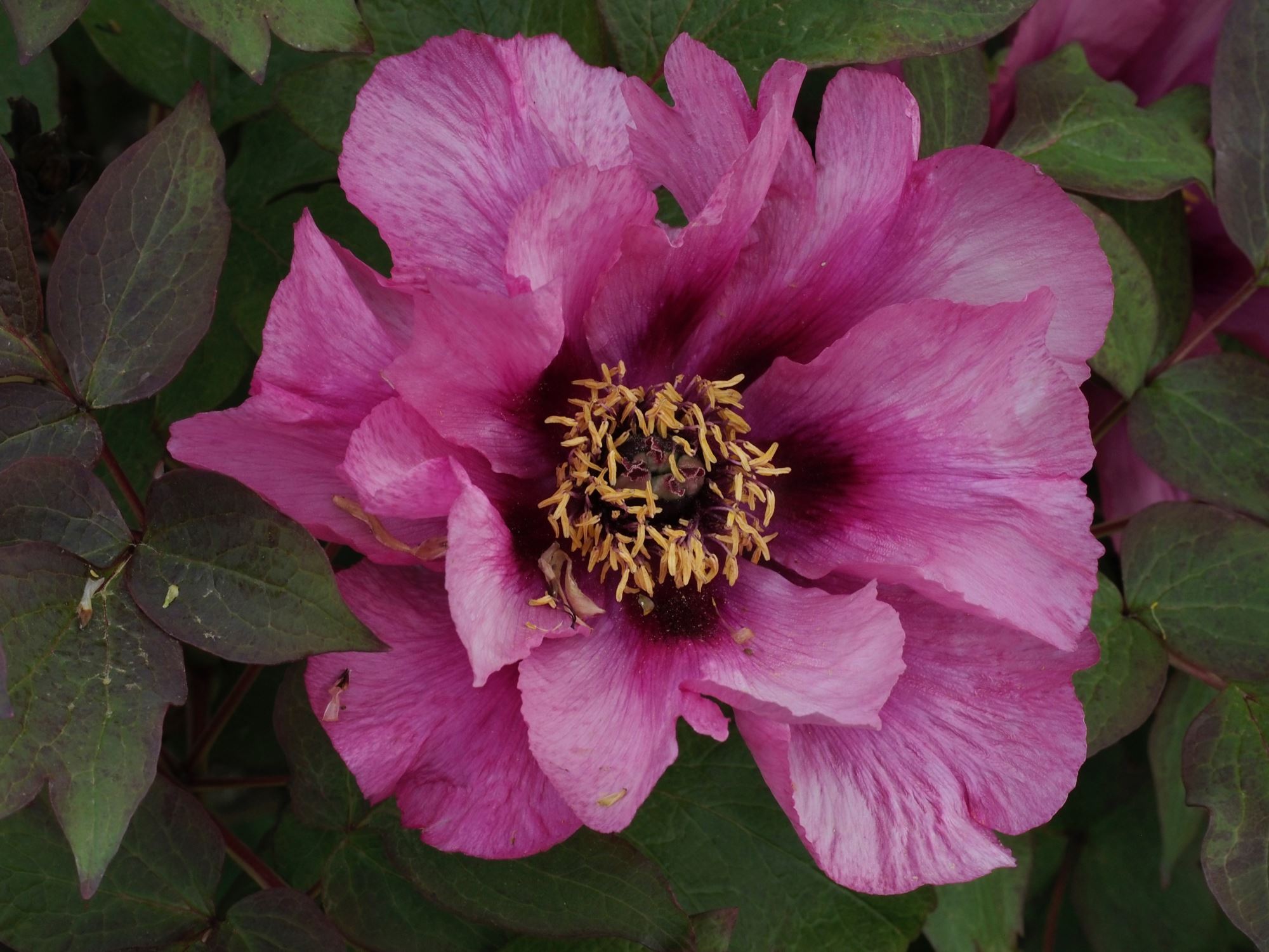 Image of Paeonia suffruticosa 'Single Pink'