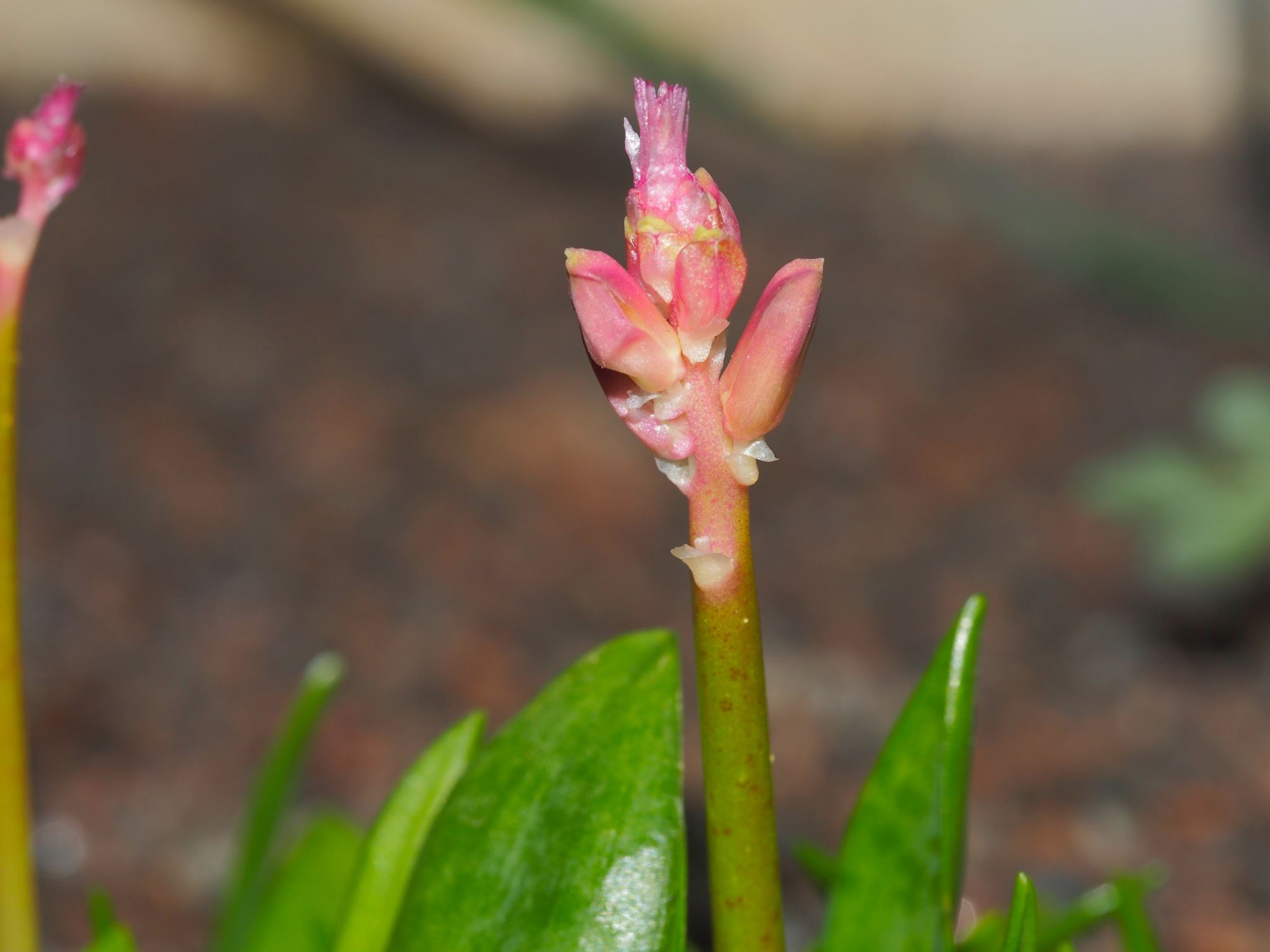 Image of Lachenalia bulbifera