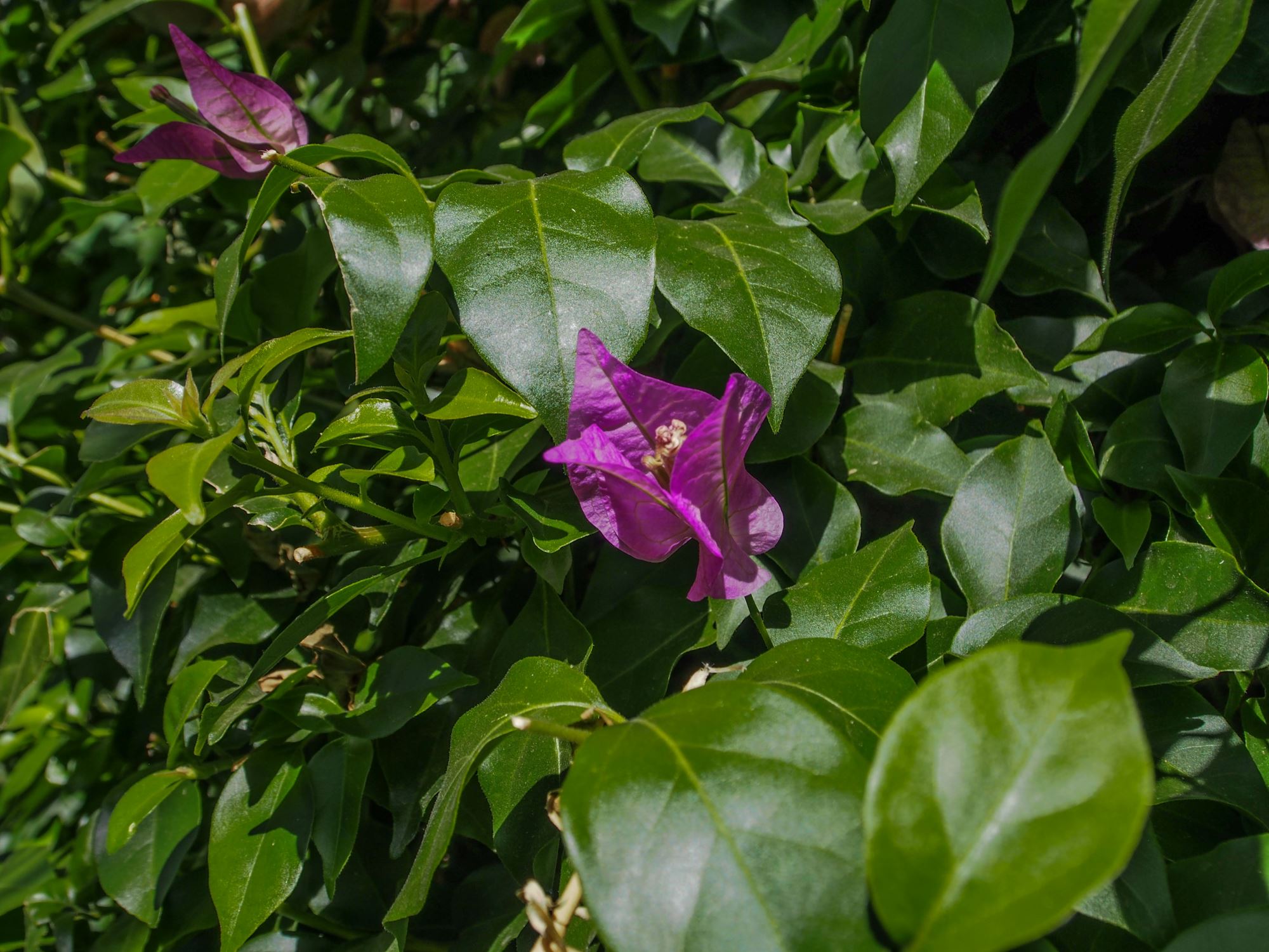 Image of Bougainvillea glabra 'Sanderiana'