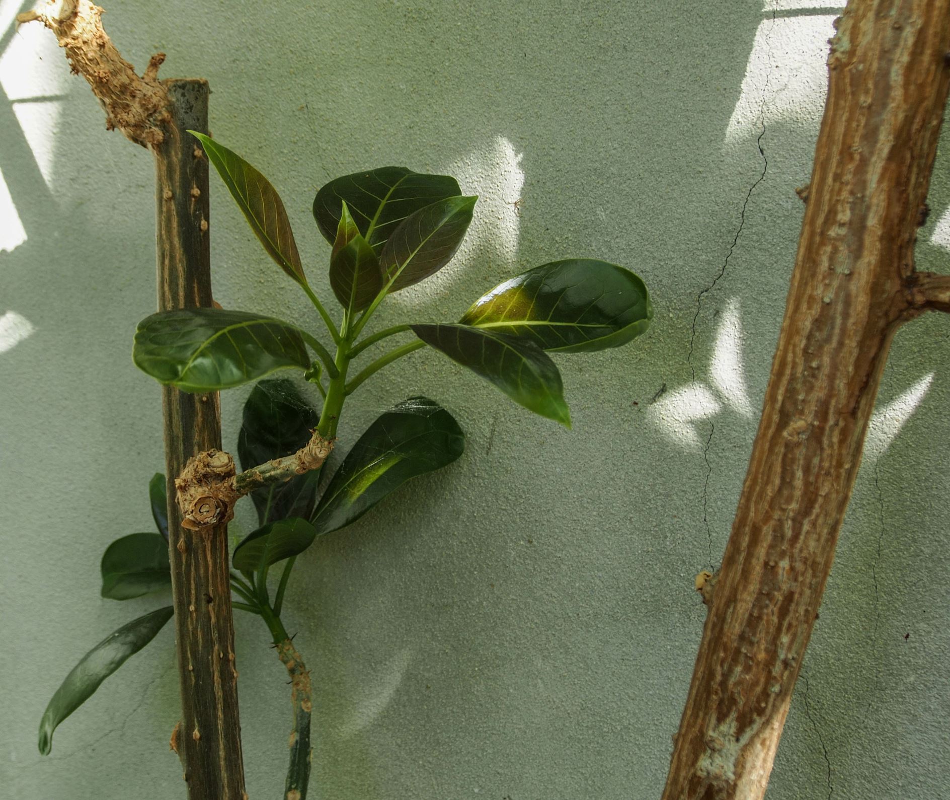 Image of Solandra maxima