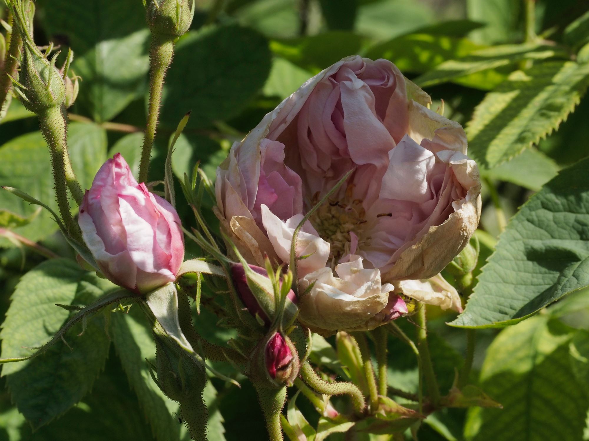 Image of Rosa Ã— damascena 'Versicolor'
