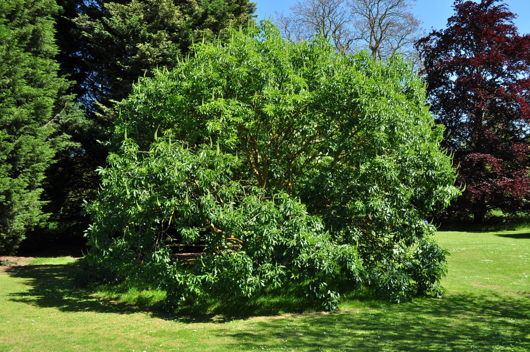 Image of Aesculus californica