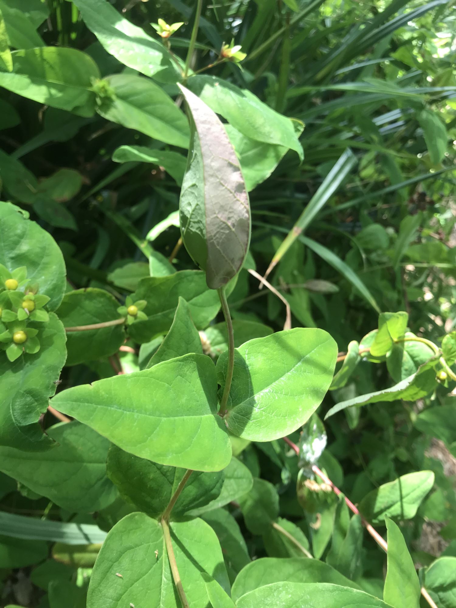 Image of Hypericum androsaemum