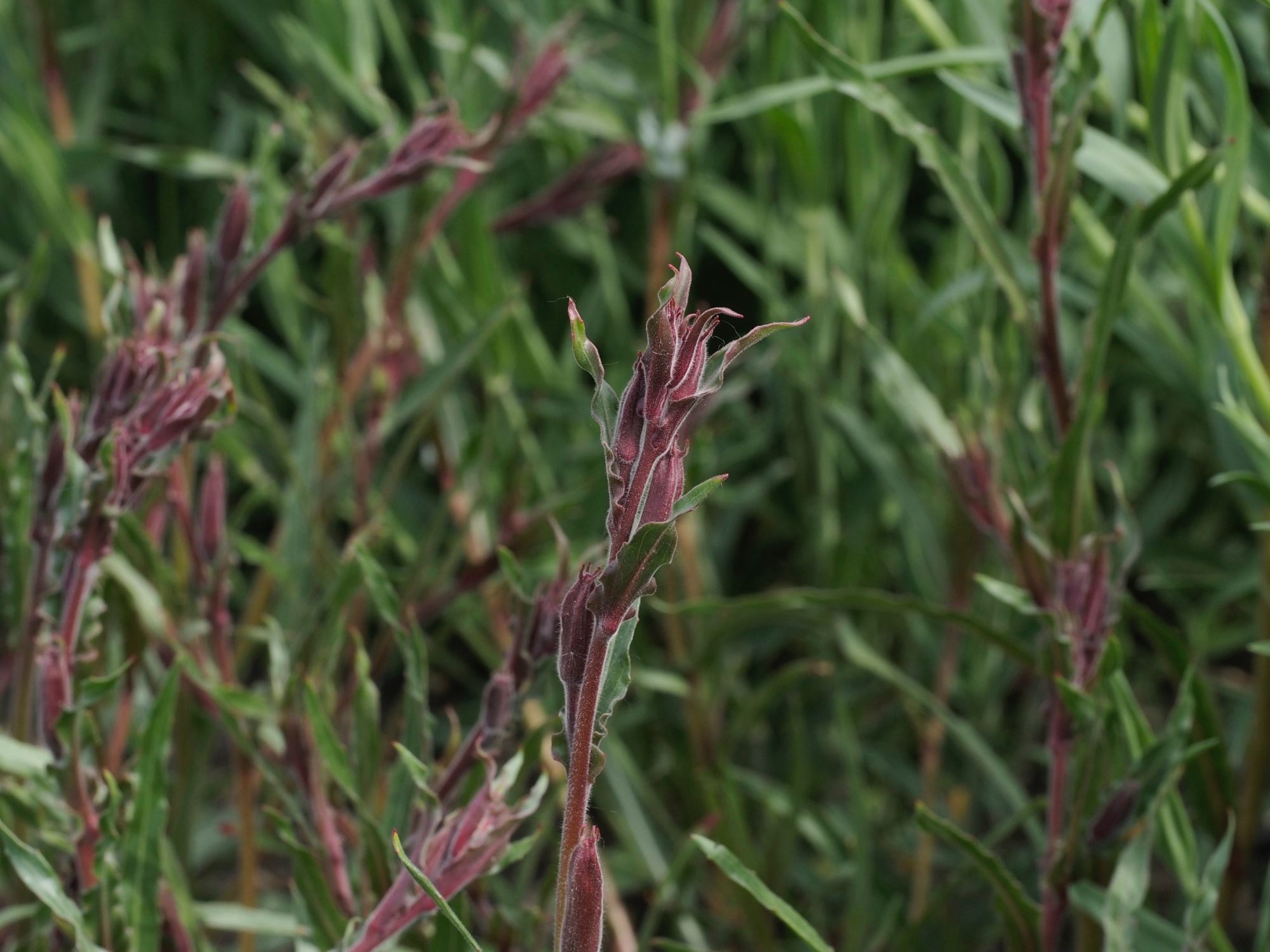 Image of Oenothera 'Apricot Delight'