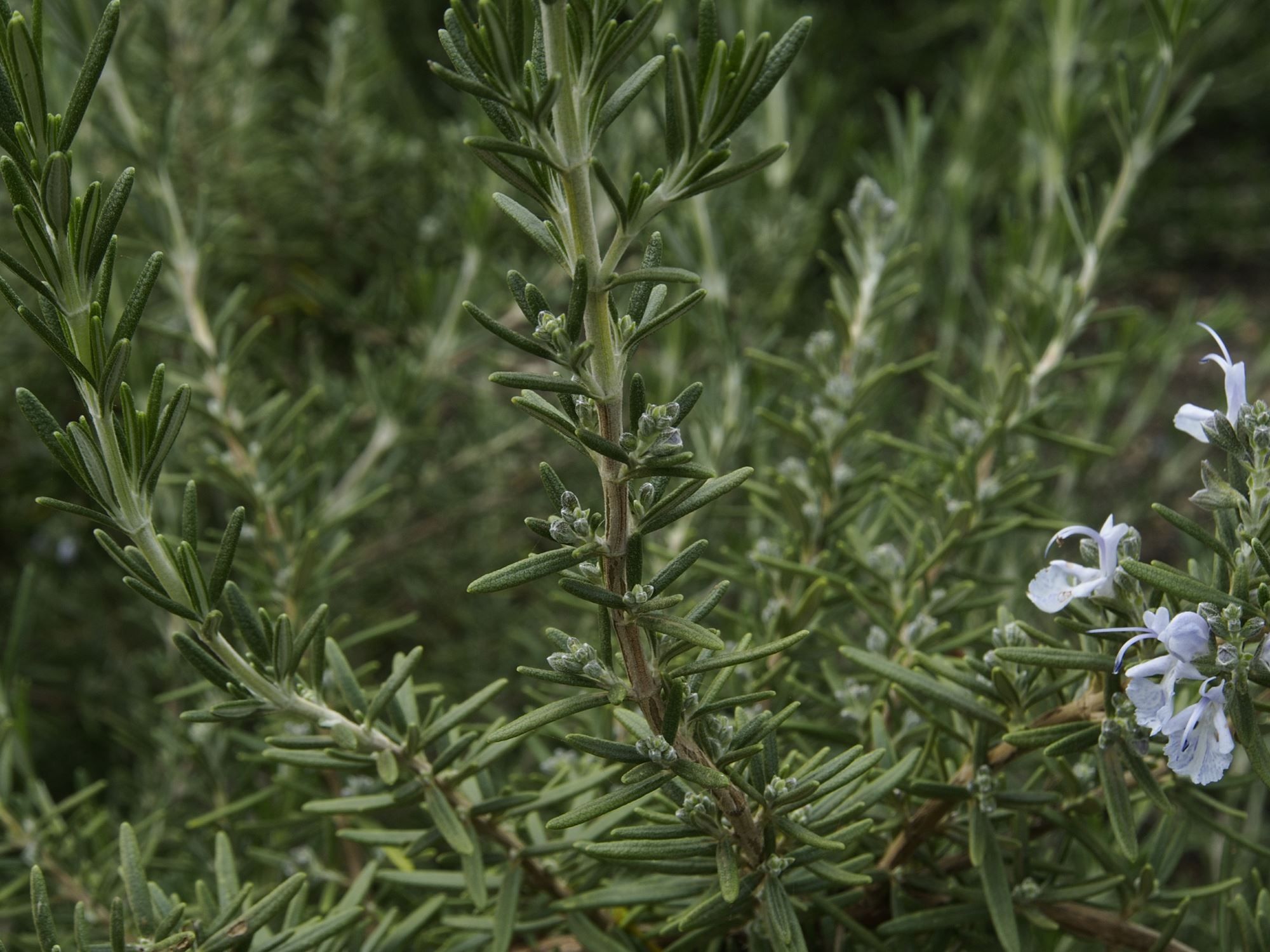 Image of Salvia rosmarinus 'Severn Seas'