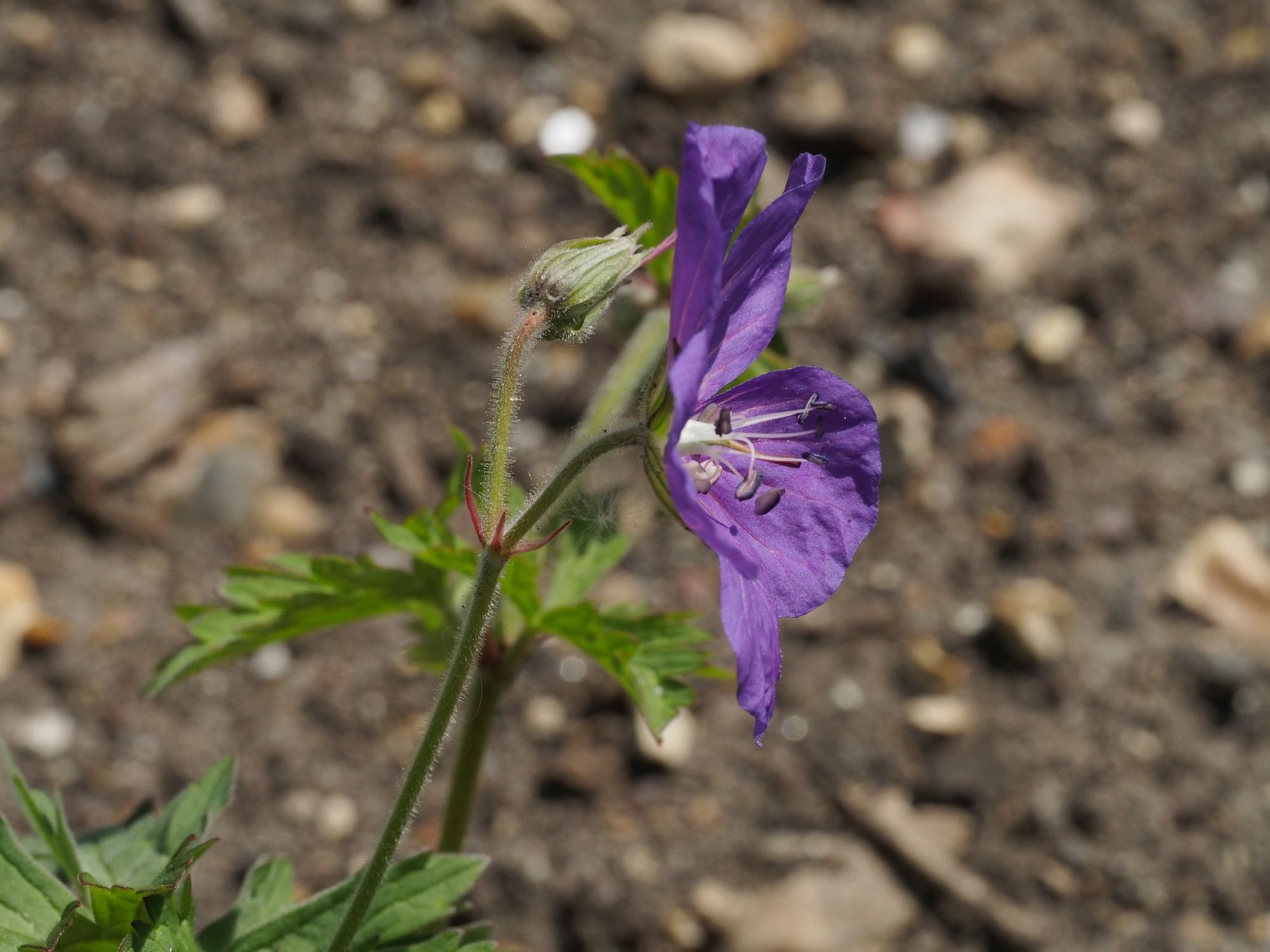 Image of Geranium pratense var. stewartianum