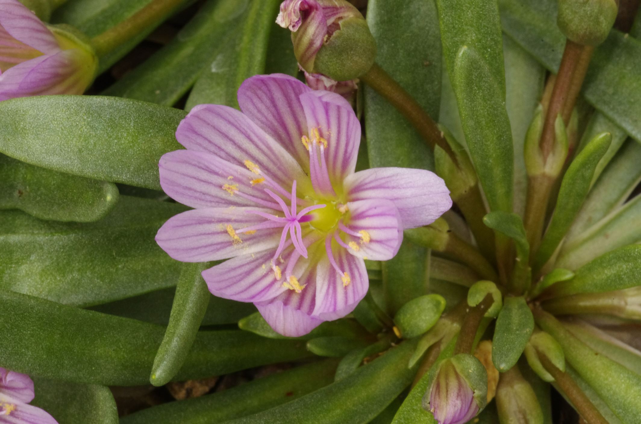 Image of Lewisia nevadensis 'Rosea'