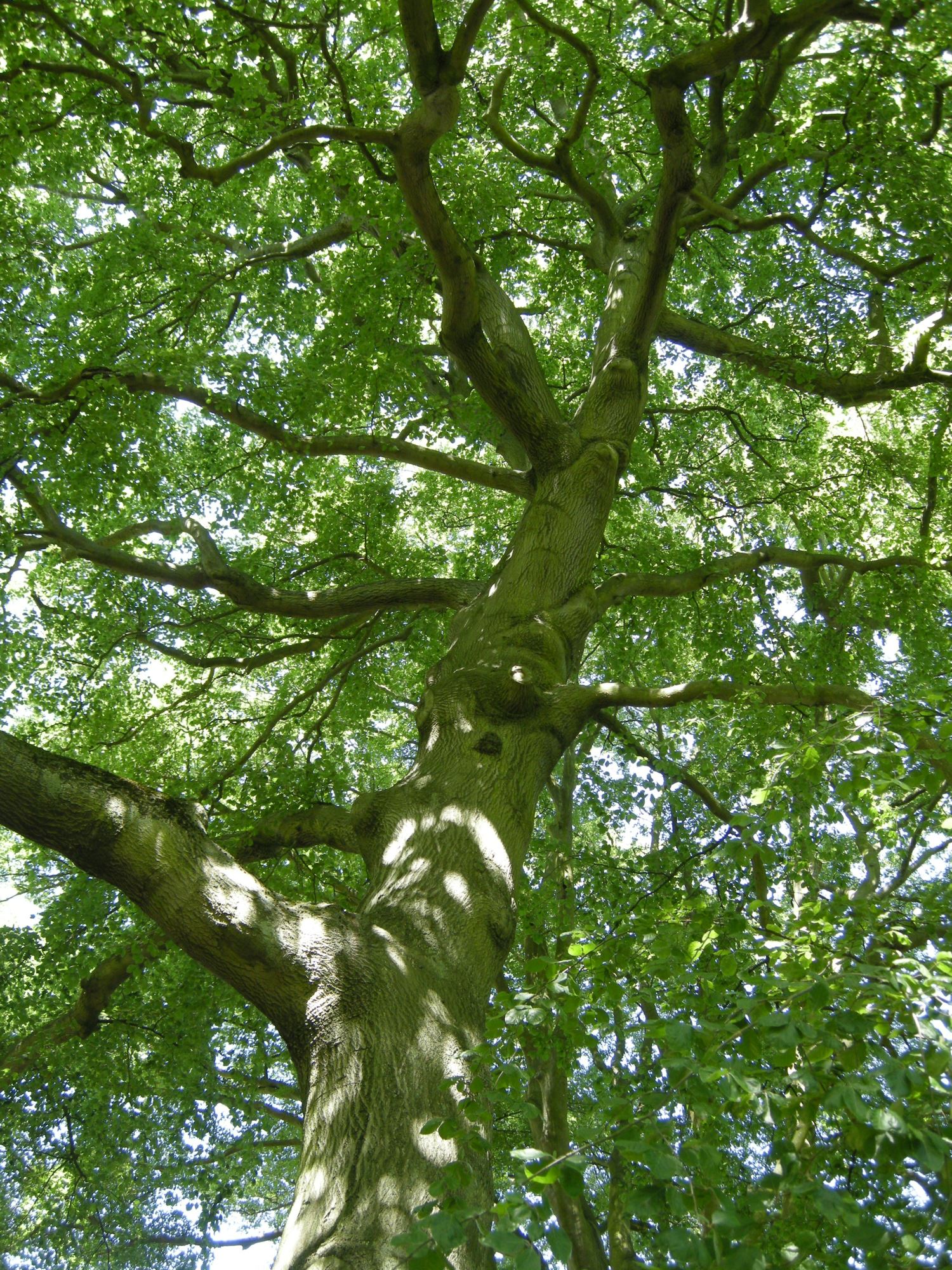 Image of Fagus sylvatica 'Miltonensis'