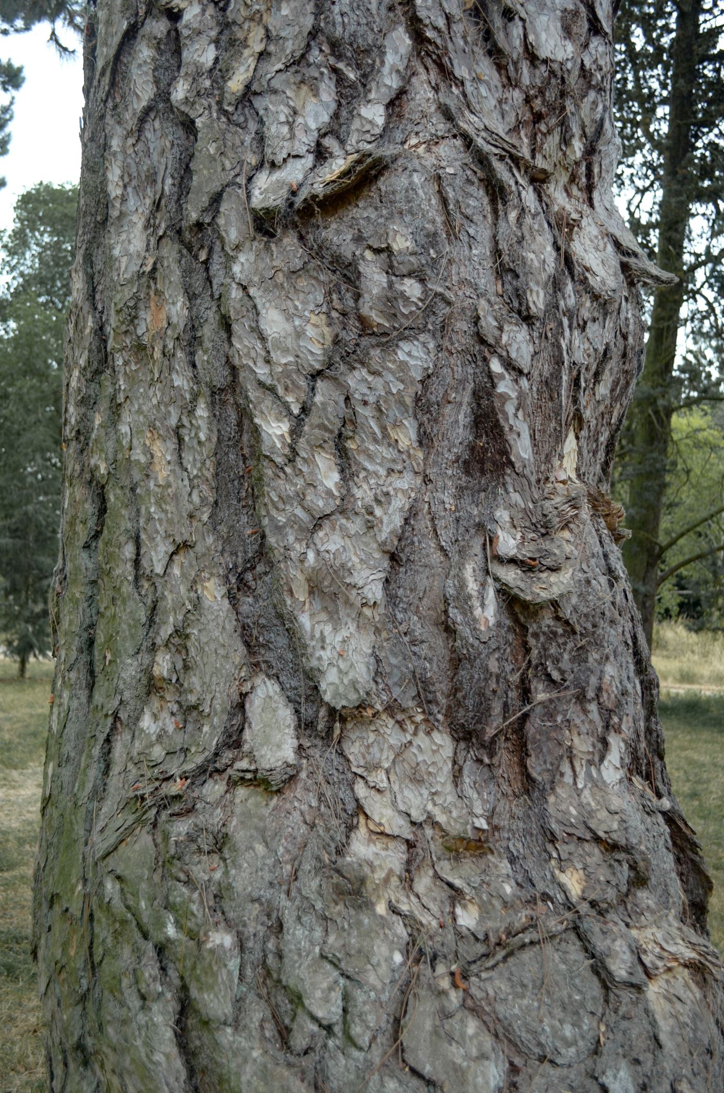 Image of Pinus nigra subsp. pallasiana