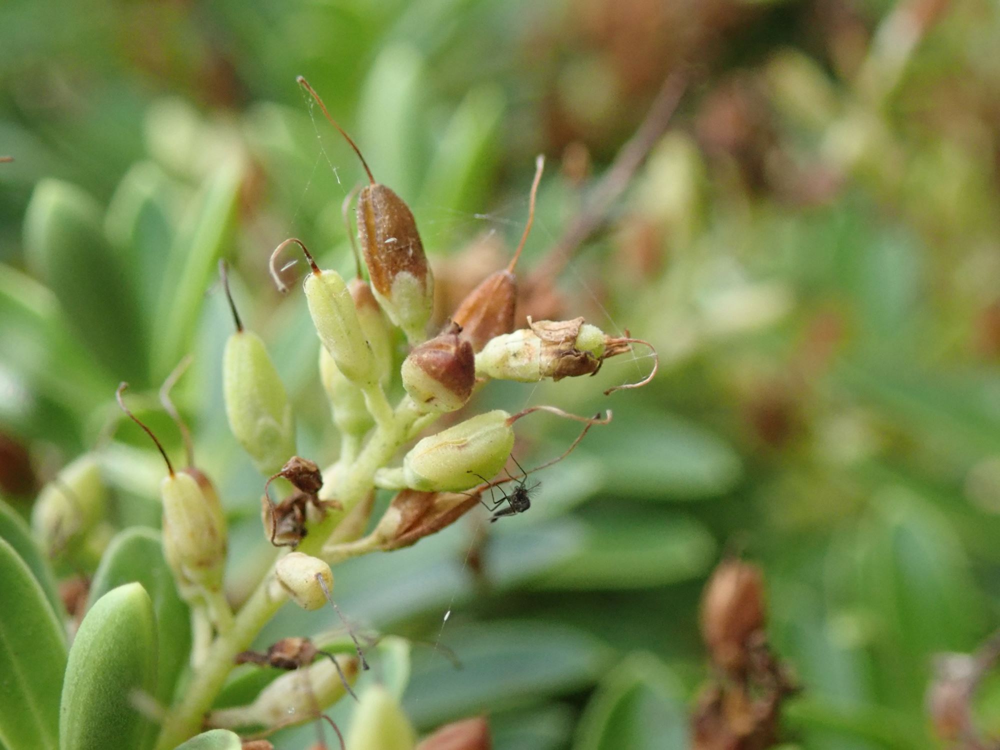 Image of Veronica rakaiensis