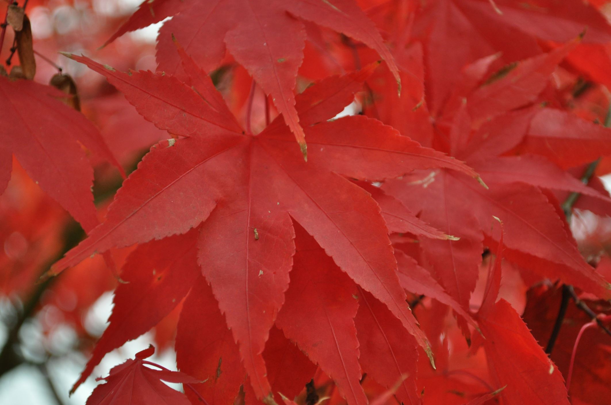 Image of Acer palmatum 'Osakazuki'