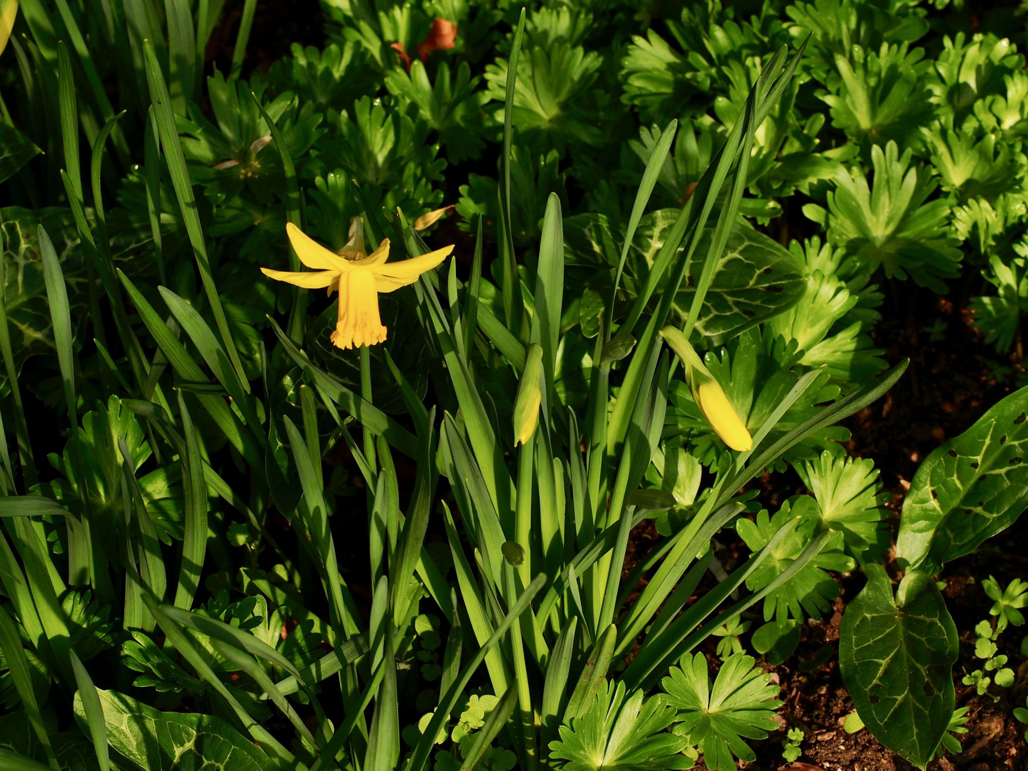 Image of Narcissus 'February Gold'