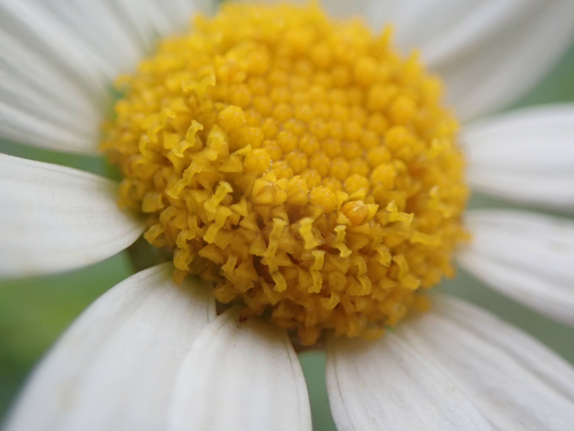 Image of Argyranthemum foeniculaceum