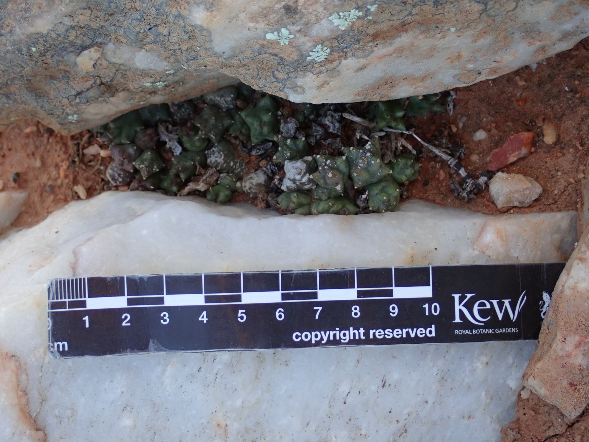 Image of Duvalia caespitosa