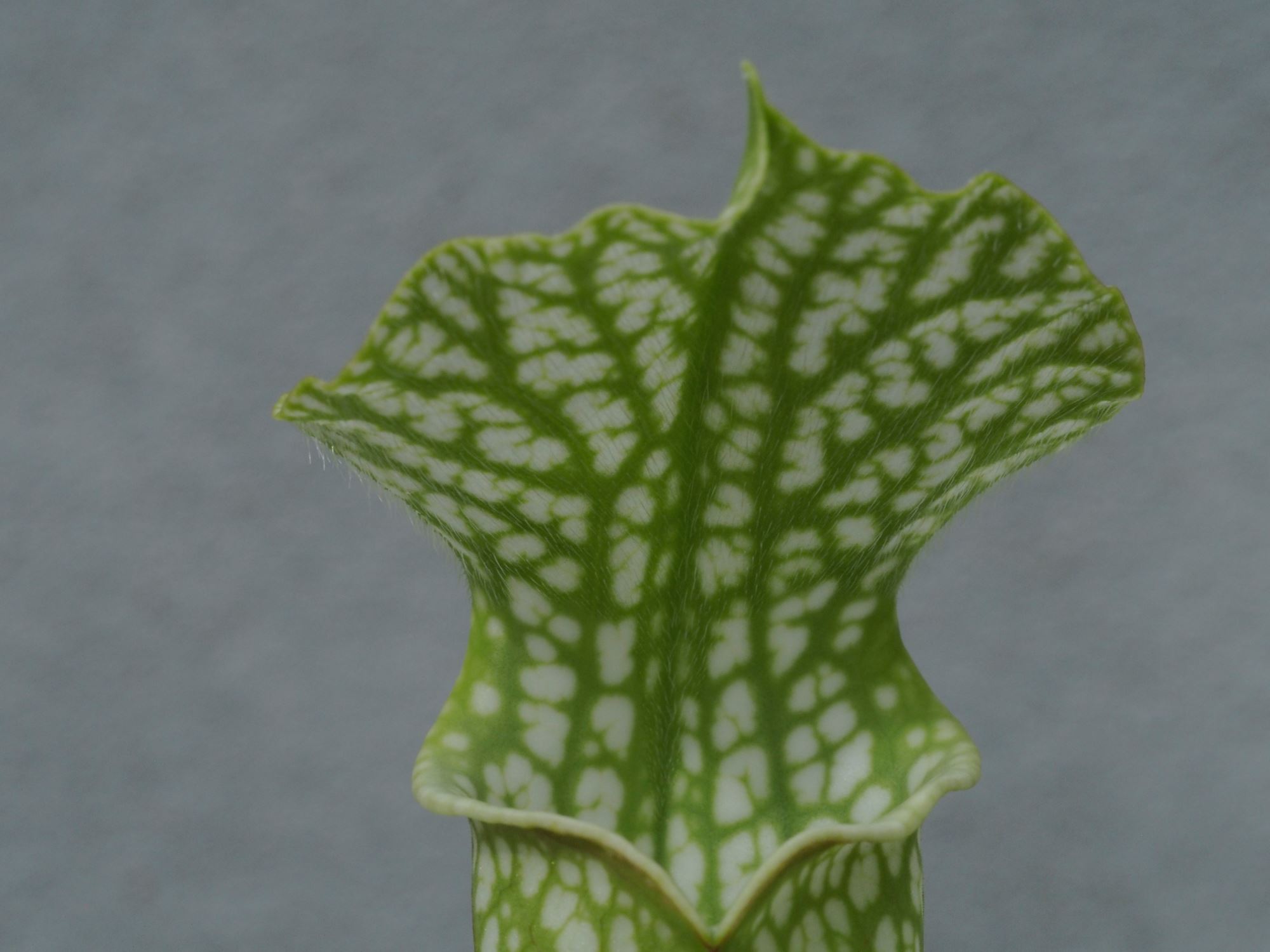 Image of Sarracenia leucophylla