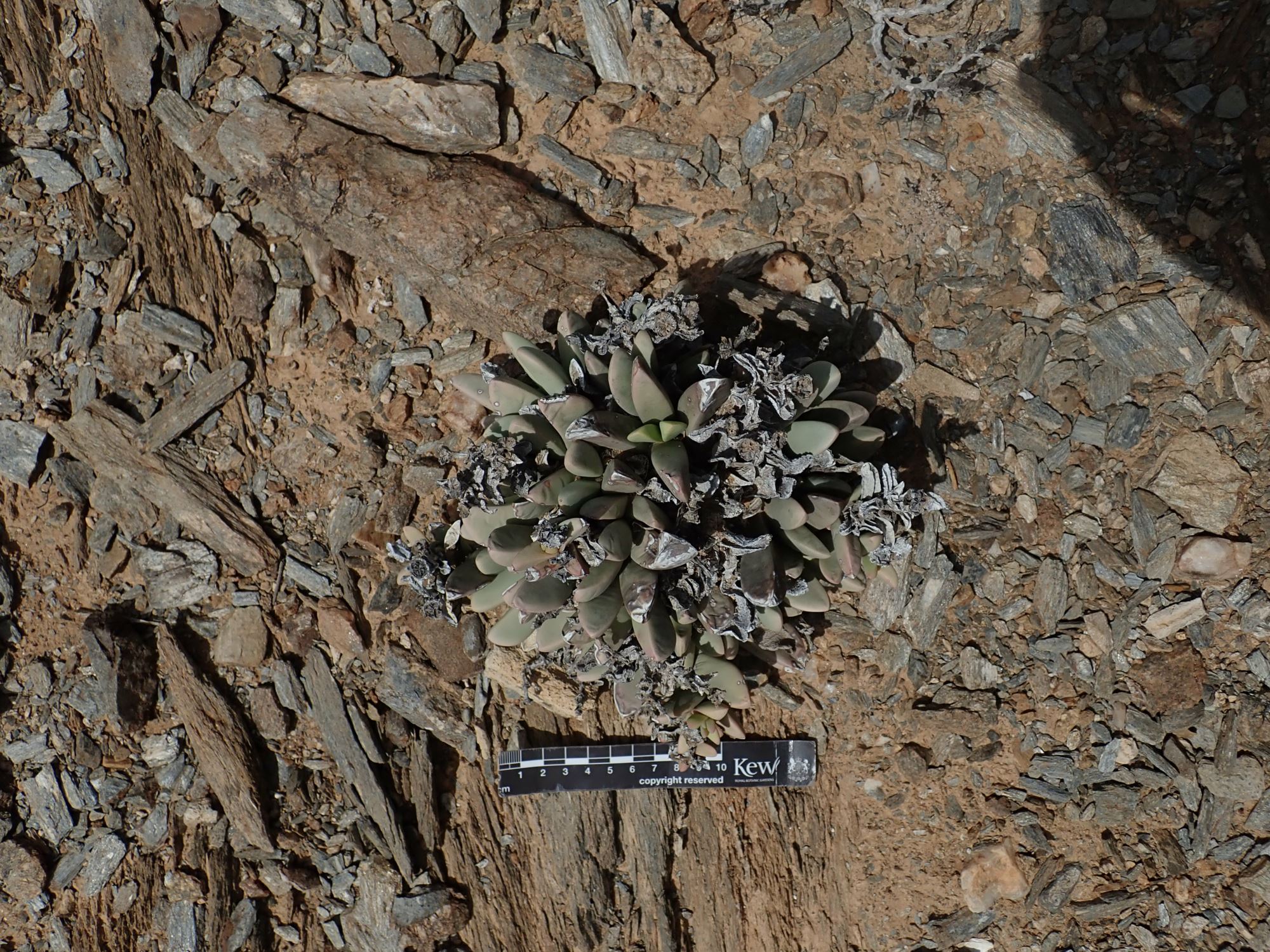 Image of Hartmanthus sp.