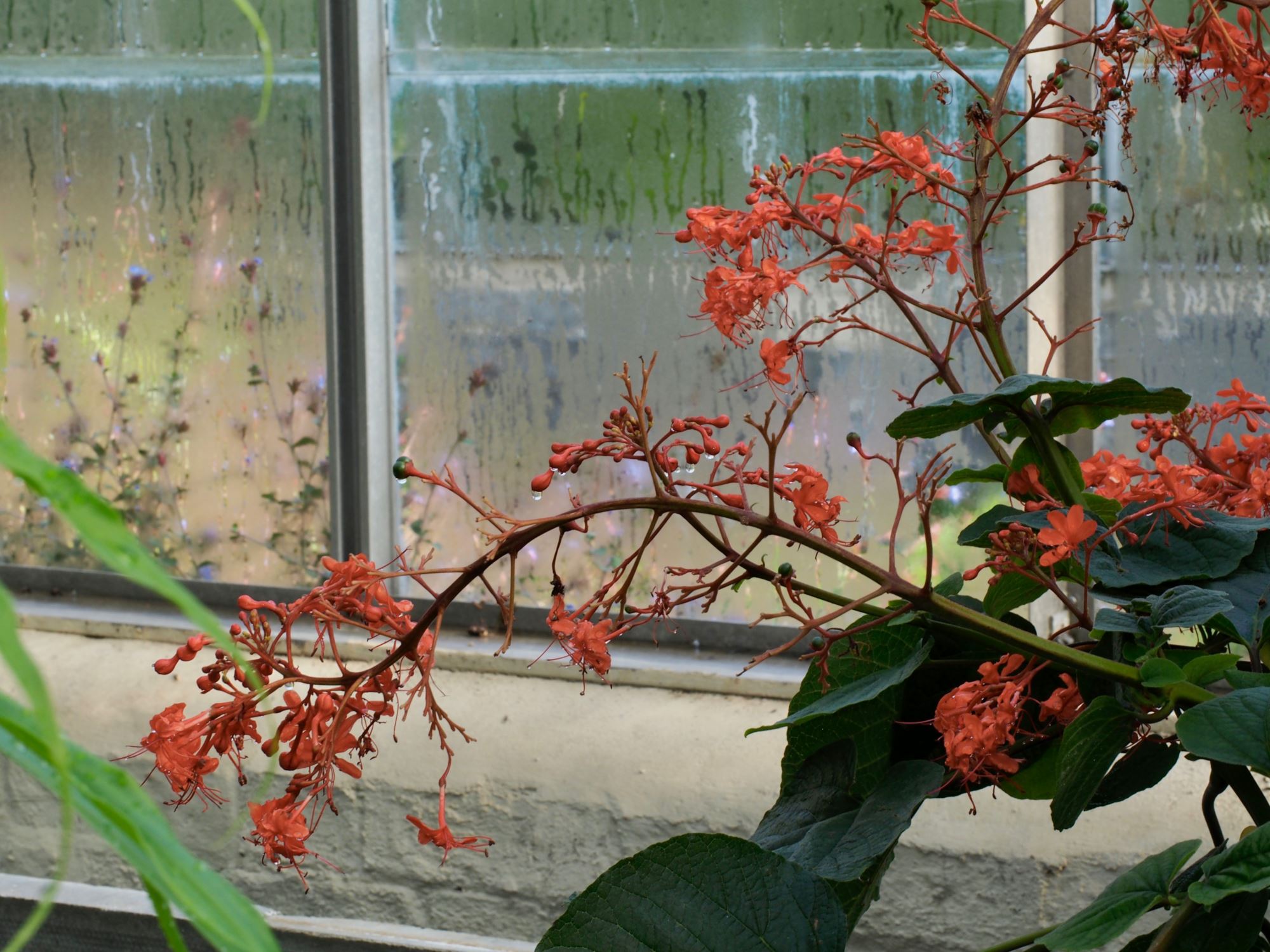 Image of Clerodendrum speciosissimum