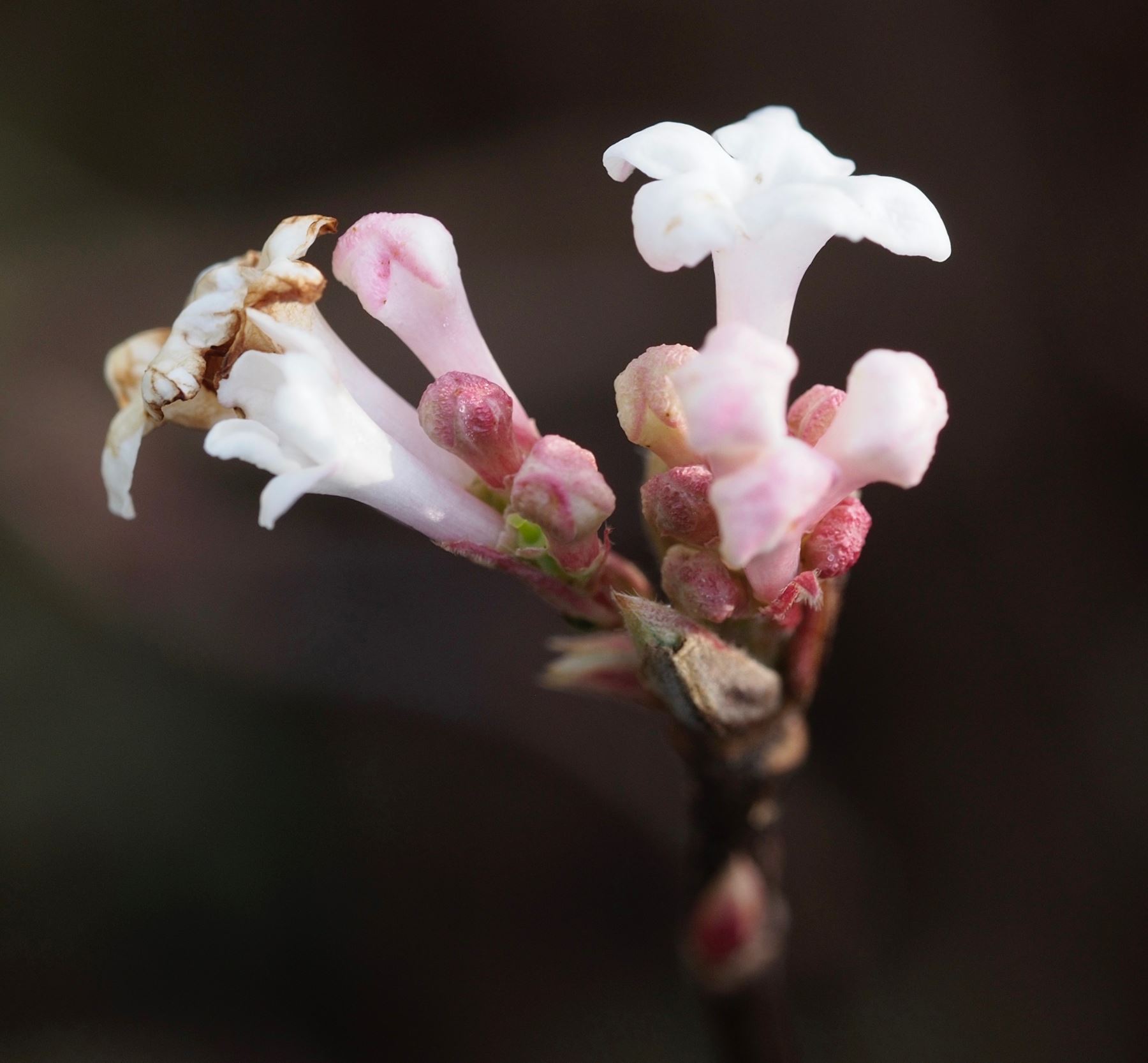 Image of Viburnum farreri 'Nanum'