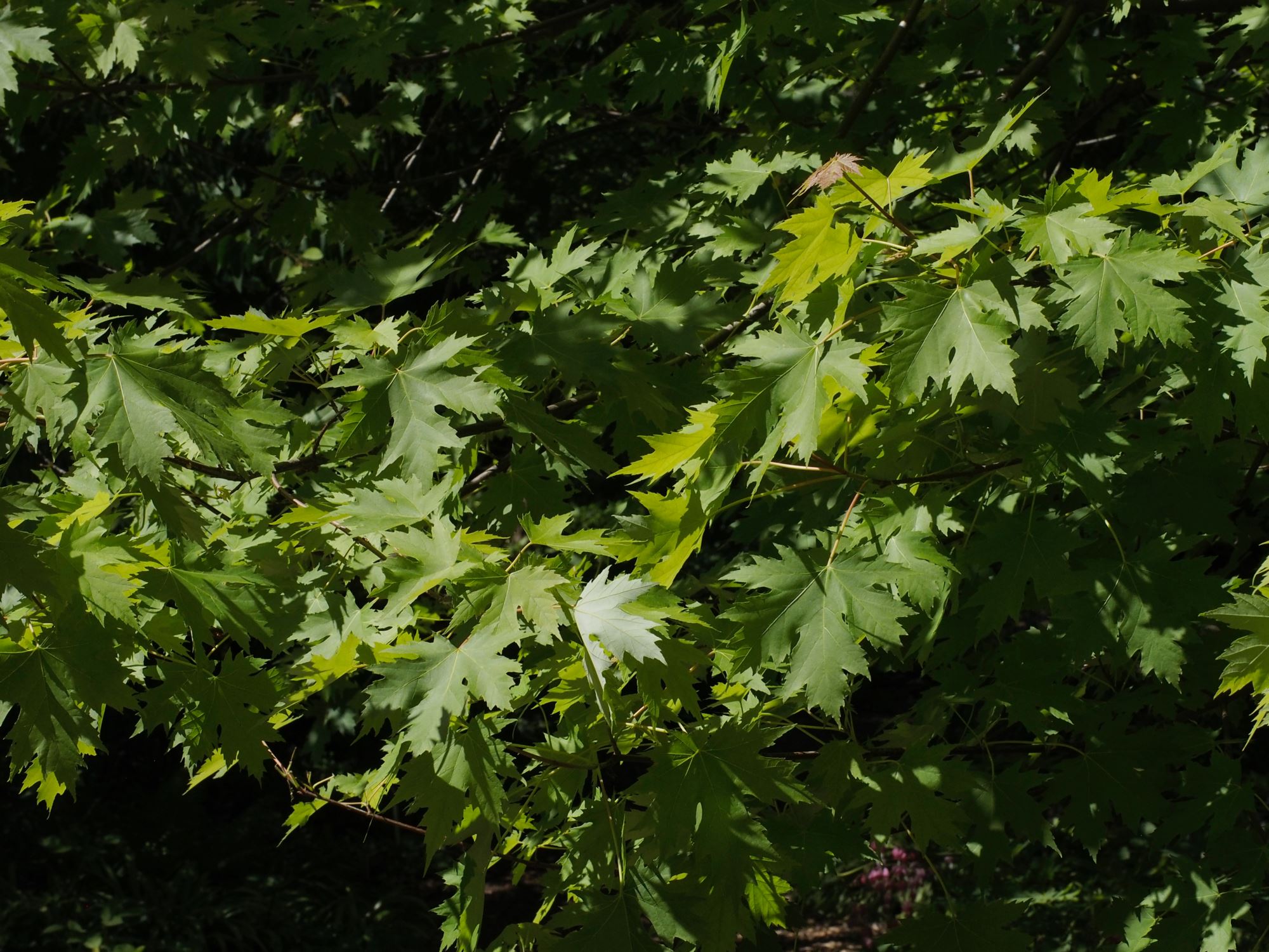 Image of Acer saccharinum