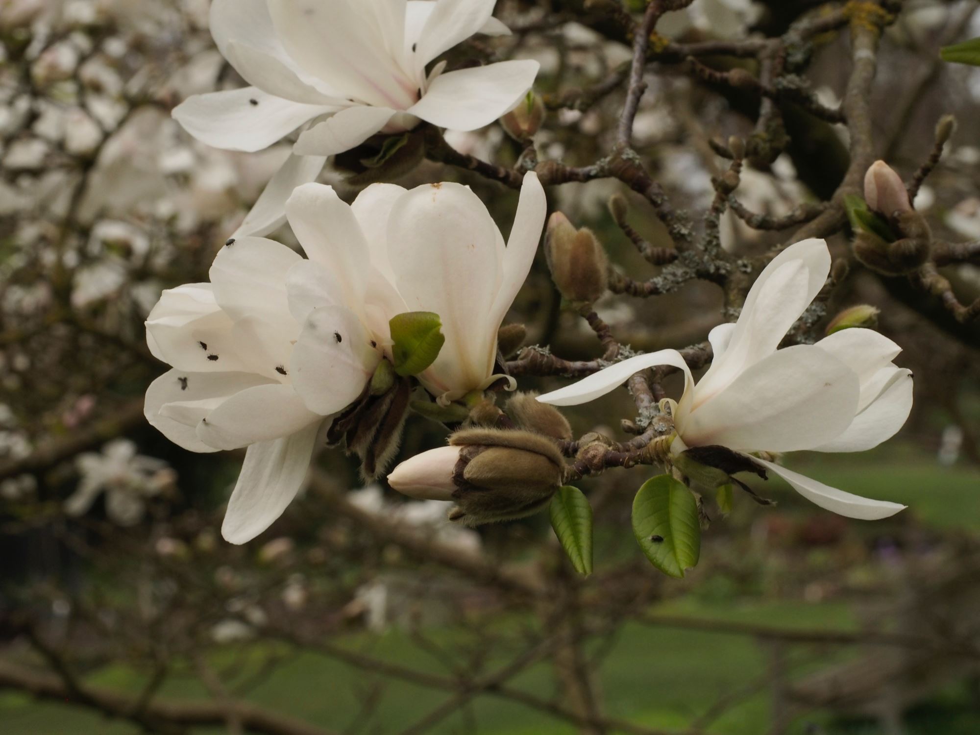 Image of Magnolia Ã— loebneri 'Merrill'