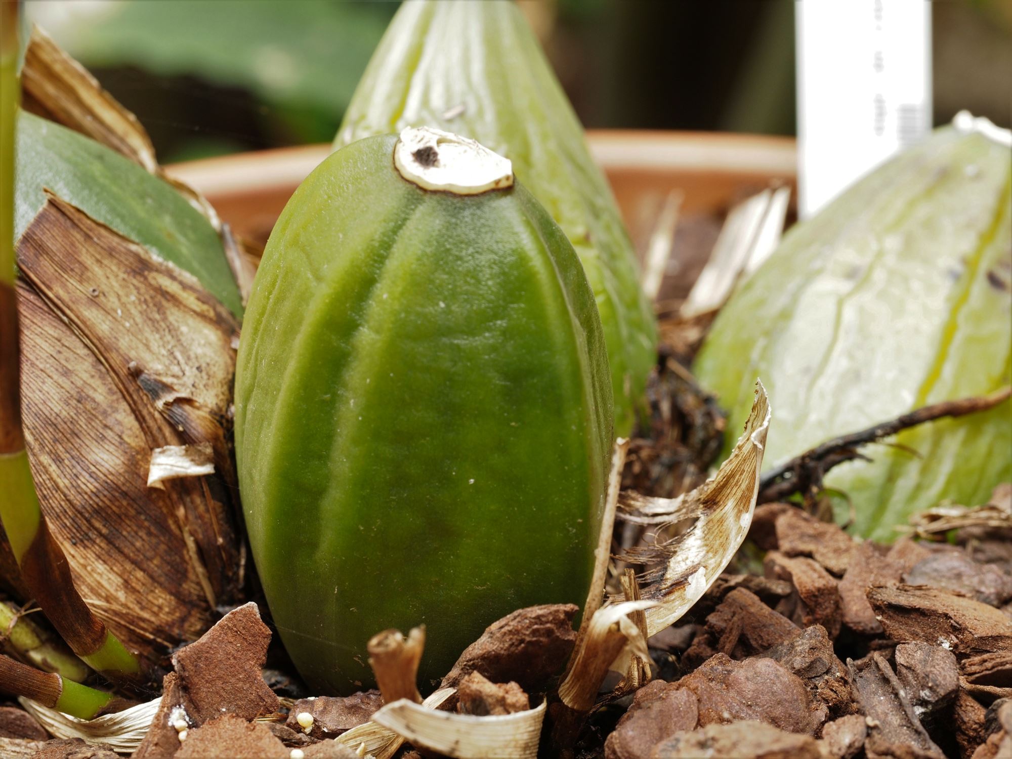 Image of Lycaste virginalis